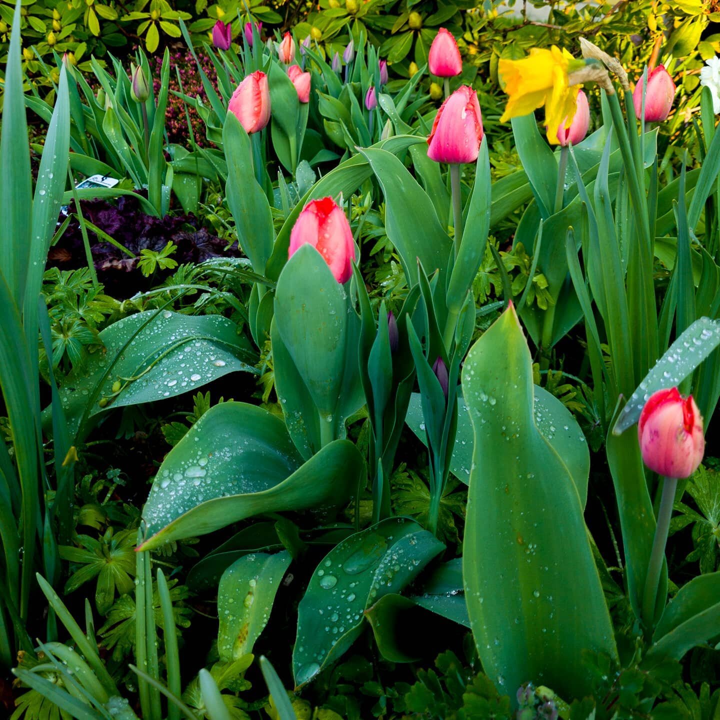 Lovely morning 🌿🌷🌄
|
|
|
|
|
|
#tulipaner #tulips #spring #forår #macro #naturephotography #natur #camera #dk #nature #photooftheday #photographer #picoftheday #instaboom #instagood #instaphoto #instapic #canon #eos #6dmark2 #danmark