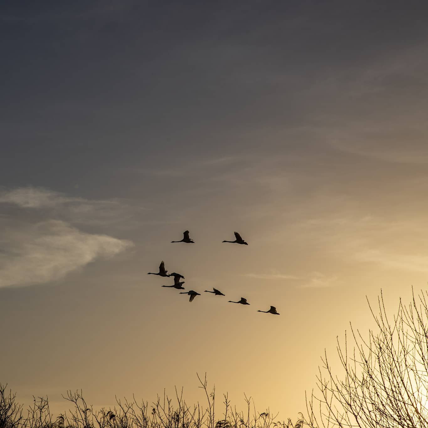 En tidlig morgen ude i naturen🦅🌲🌅
|
|
|
|
|
|
|
#sunrise #aalborg #nordjyland #jylland #canon #birdphotography #birdcaptures #birdlovers #canon6dmarkii #canondk #canonnordic #canondanmark #danmark #danskfotograf