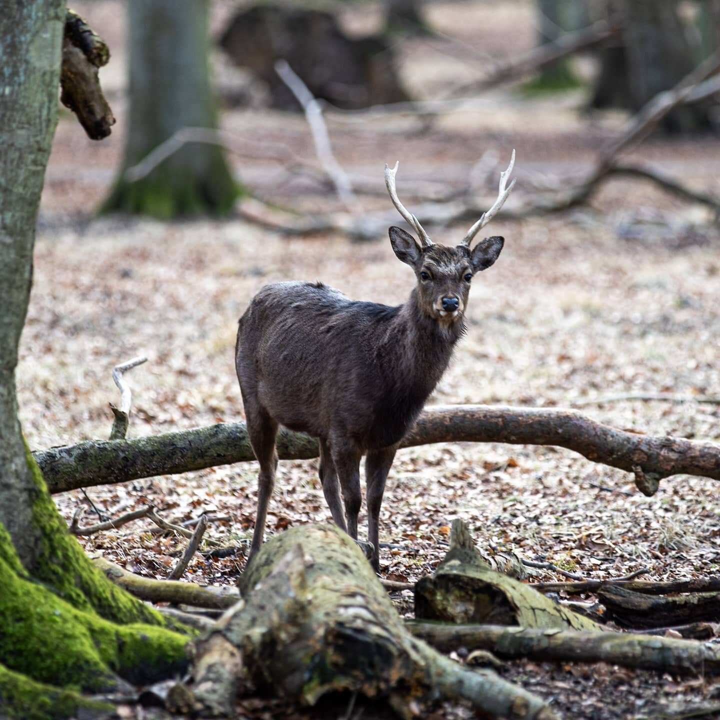 Out in the woods 🌲🦌🌲
|
|
|
|
|
|
|
#dådyr #hjort #skov #forest #200mm #copenhagen #københavn #denmark #danmark #danskfotograf