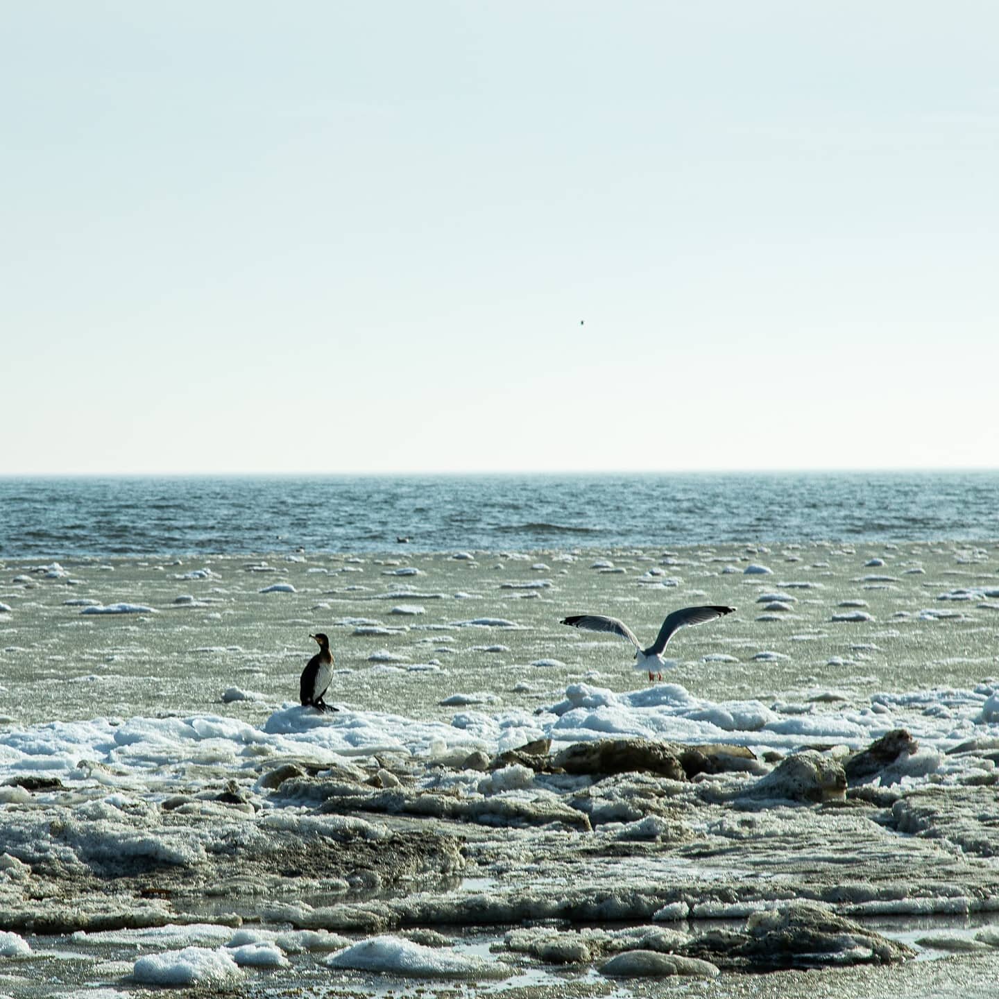 Birds on the ice❄🐧
|
|
|
|
|
|
|
#nordjyland #jylland #canon #canon6dmarkii #canondk #canonnordic #canondanmark #danmark #danskfotograf #fugle #fugleliv #fuglephotography #birdcaptures #birdphotography