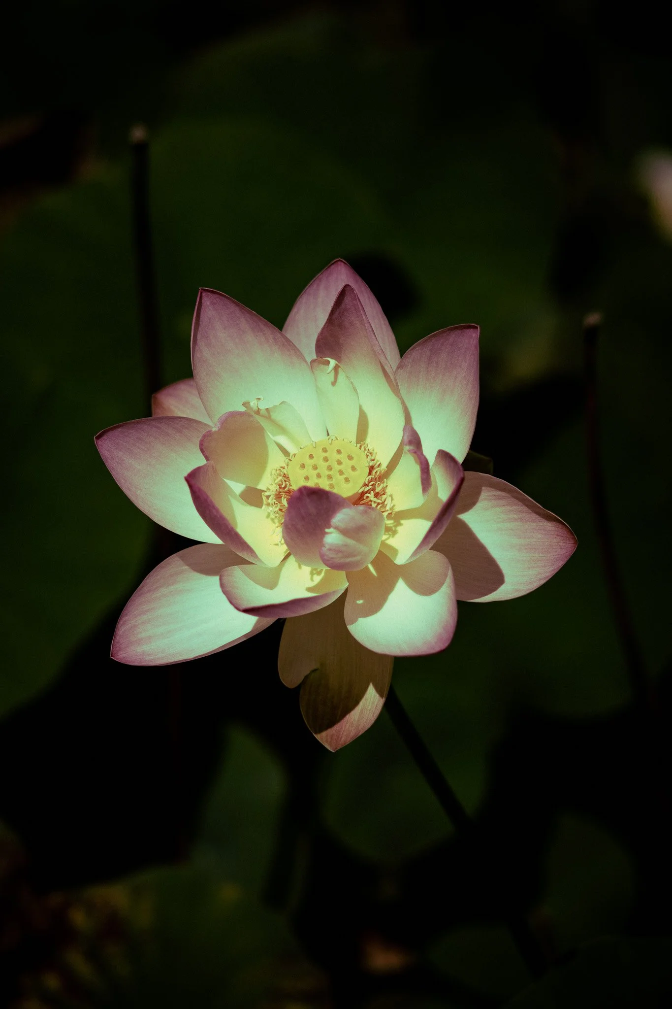 P1052017.jpg
