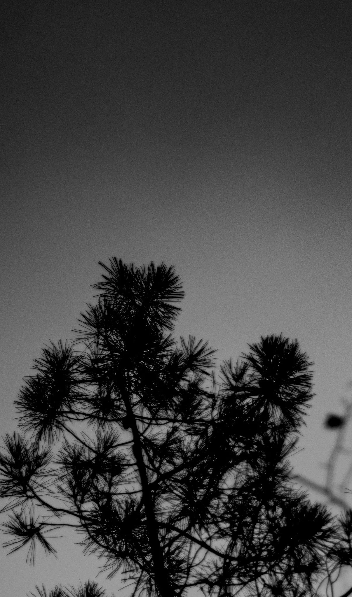 P1063073.jpg