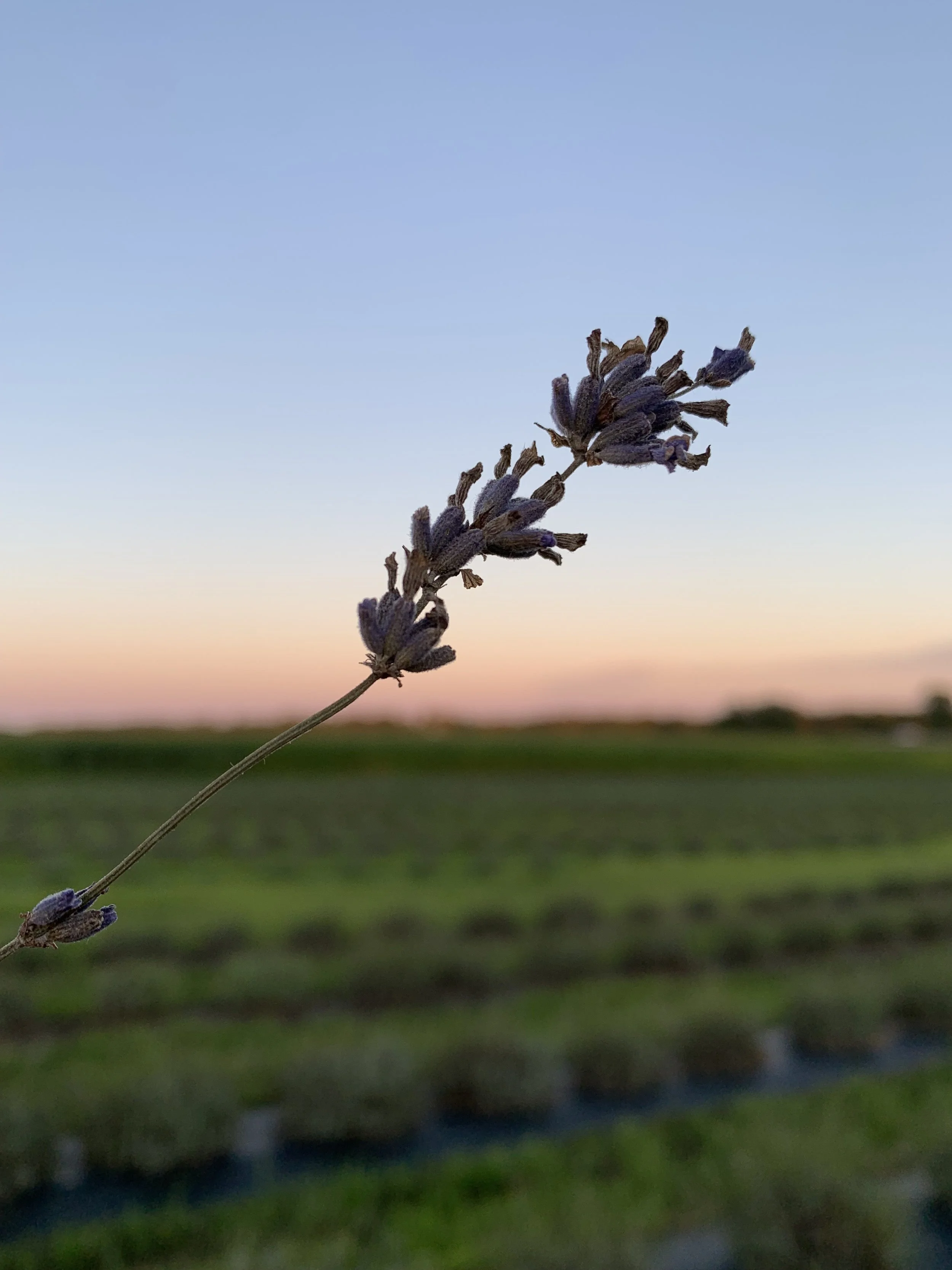 Lavender Field Soul Harmony - Sound Bath &amp; Reiki Meditation 