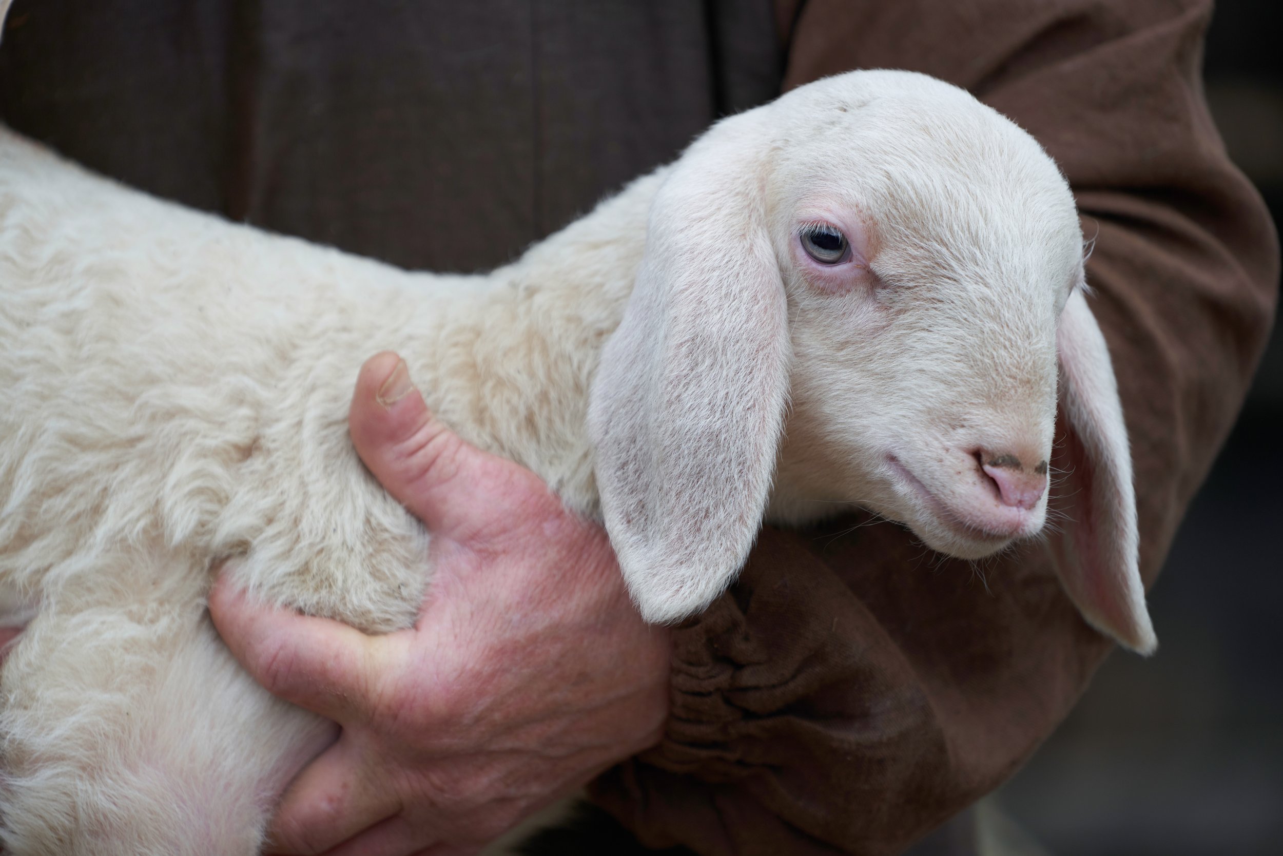 UPDATE: Animal Partisan complaint prompts animal cruelty charge for abuse of lamb at slaughter