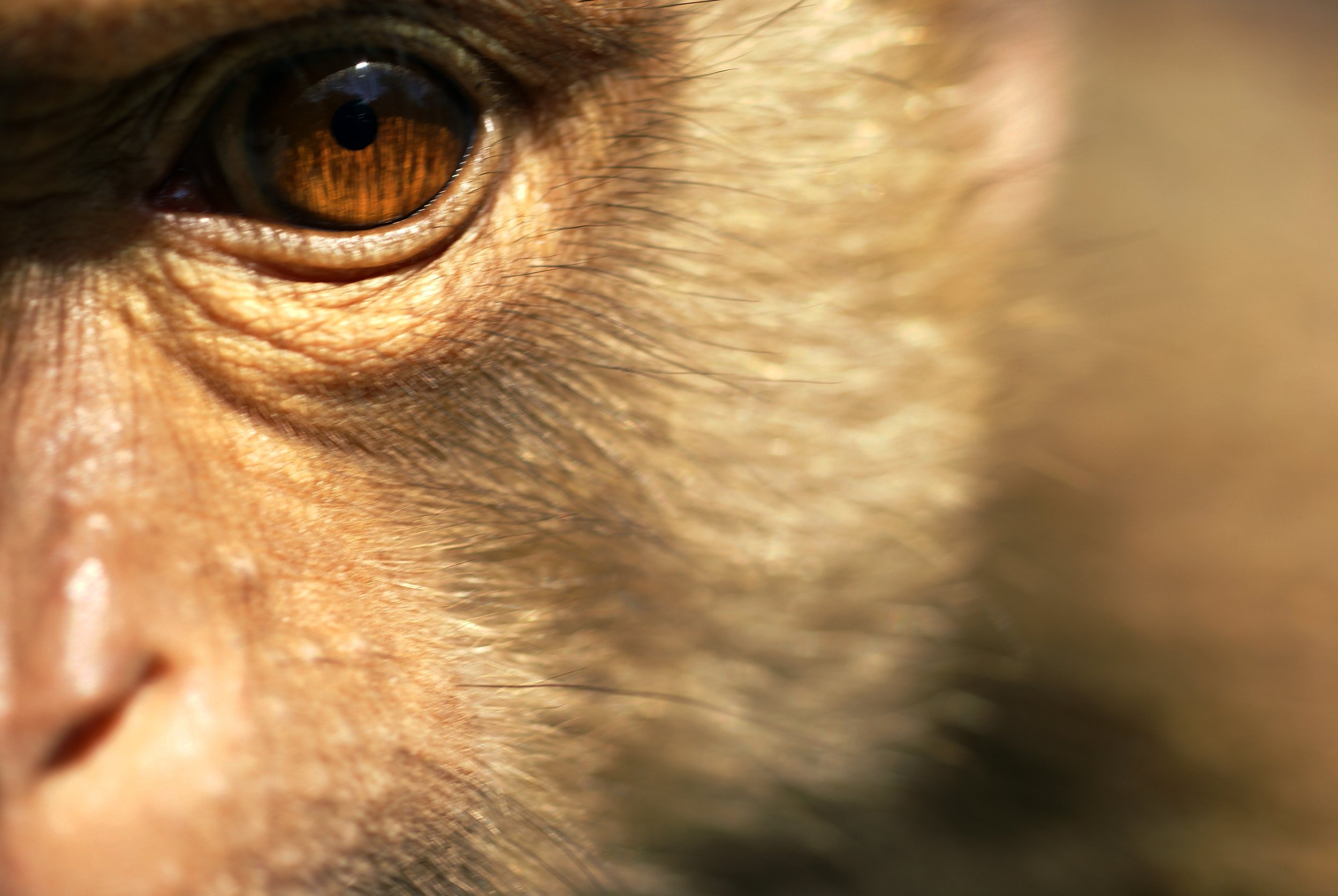 Lawsuit filed to compel VCU to turn over public records related to school’s animal research