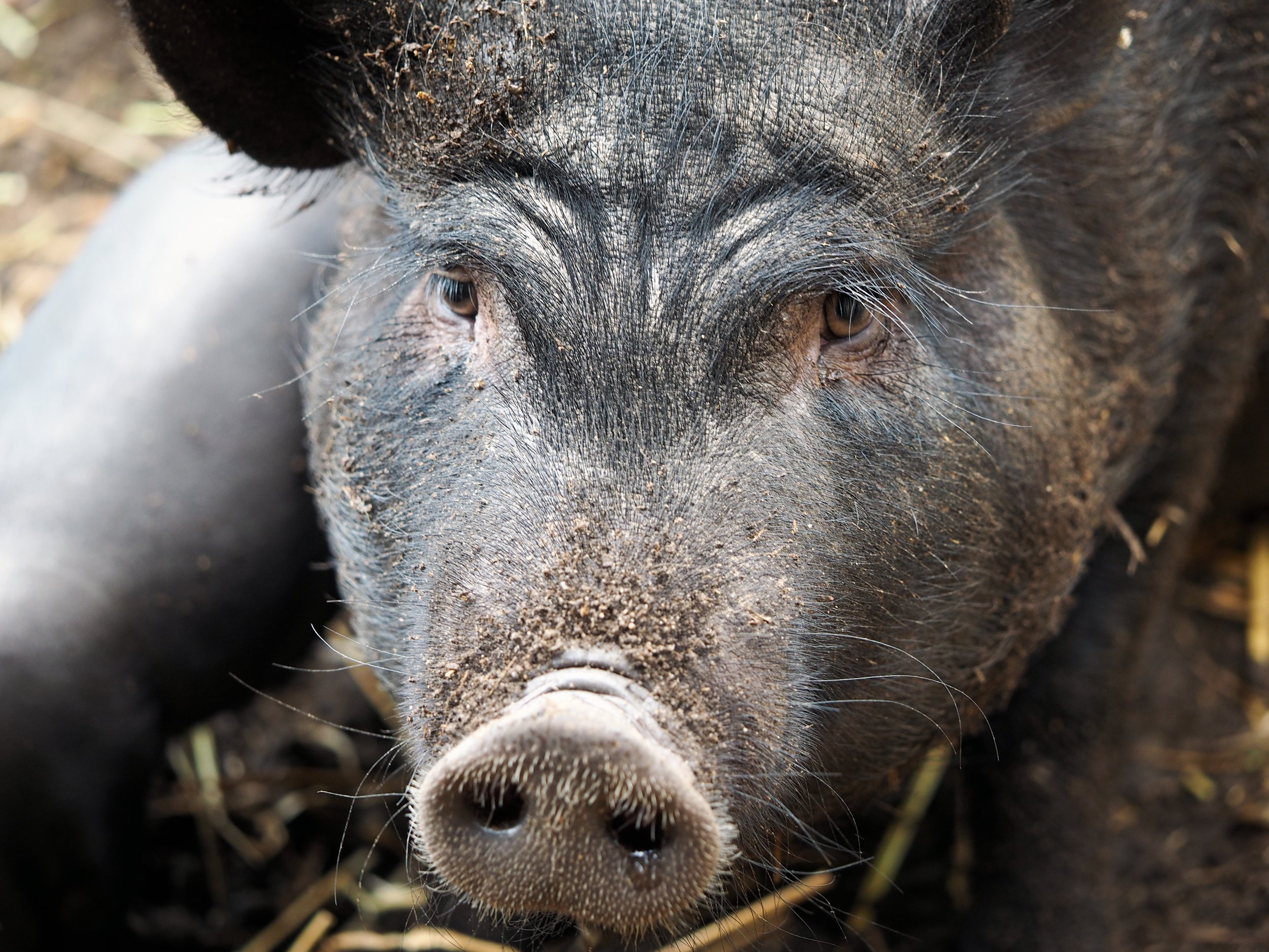 Cruelty complaint filed against Virginia slaughterhouse for shooting pig four times in head