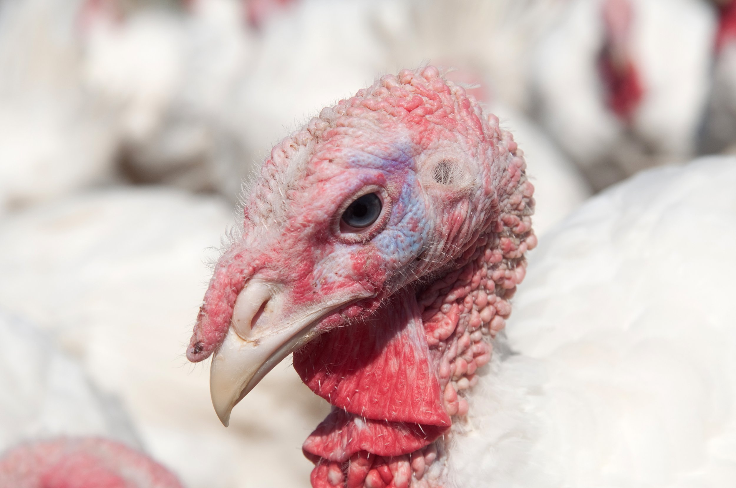 Criminal complaint filed against major turkey producer for animal cruelty
