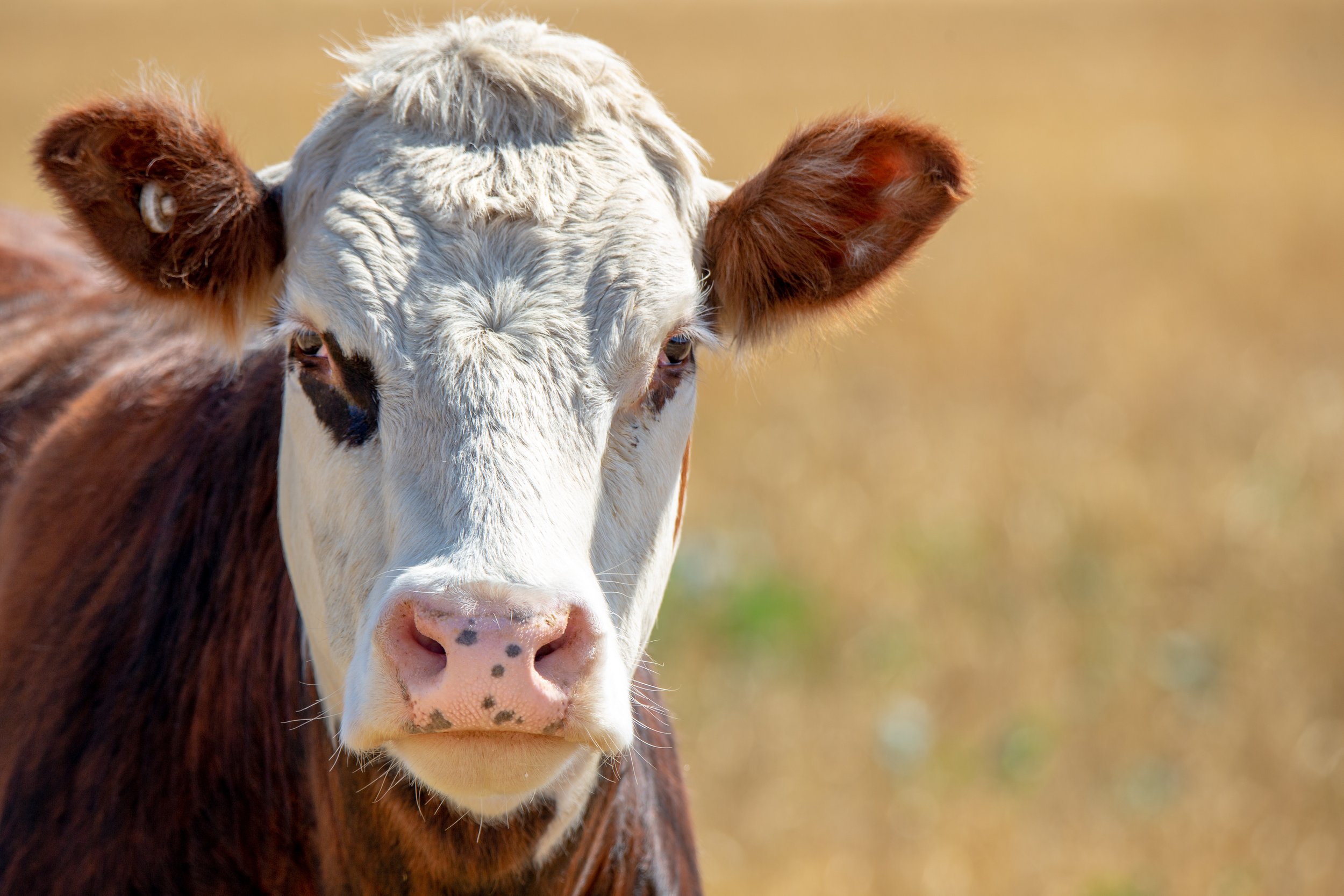 Cruelty charges sought against Wisconsin meat packing company for breaking steer’s tail during slaughter