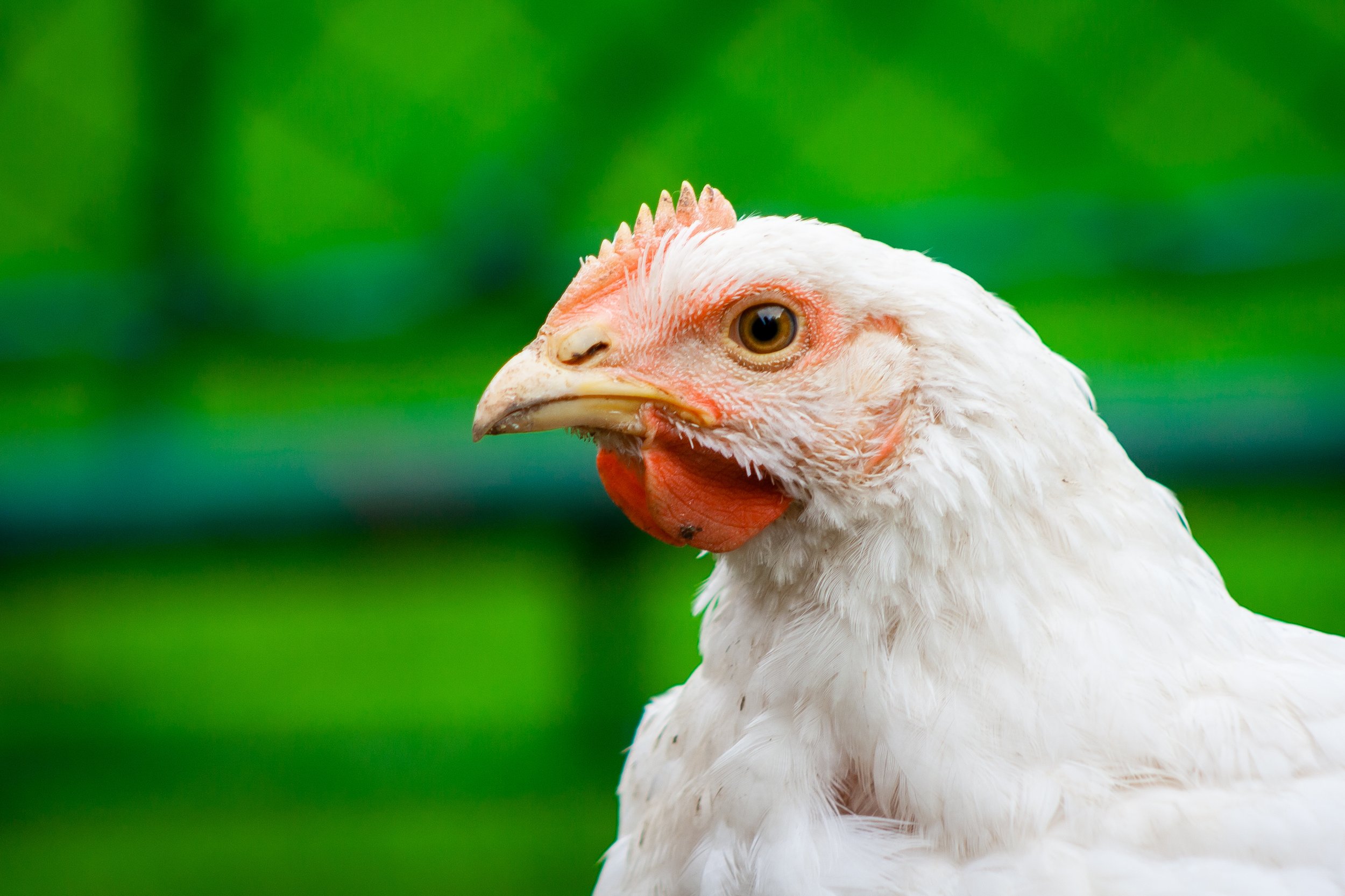 Consumer protection complaint filed against American Humane alleges deceptive trade practices