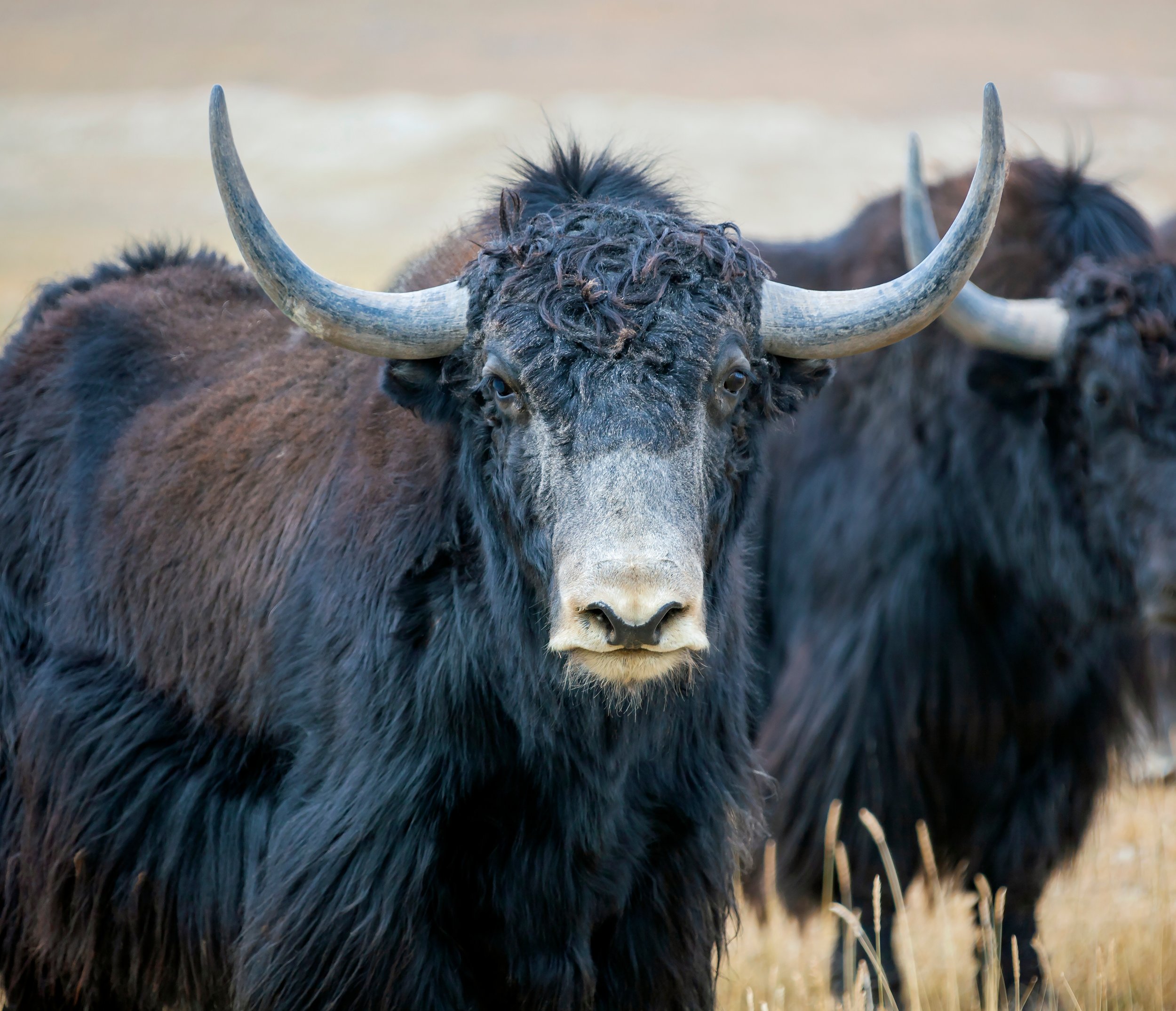 UPDATE: Second animal suffers botched killing at Alaska slaughterhouse as District Attorney refuses to act