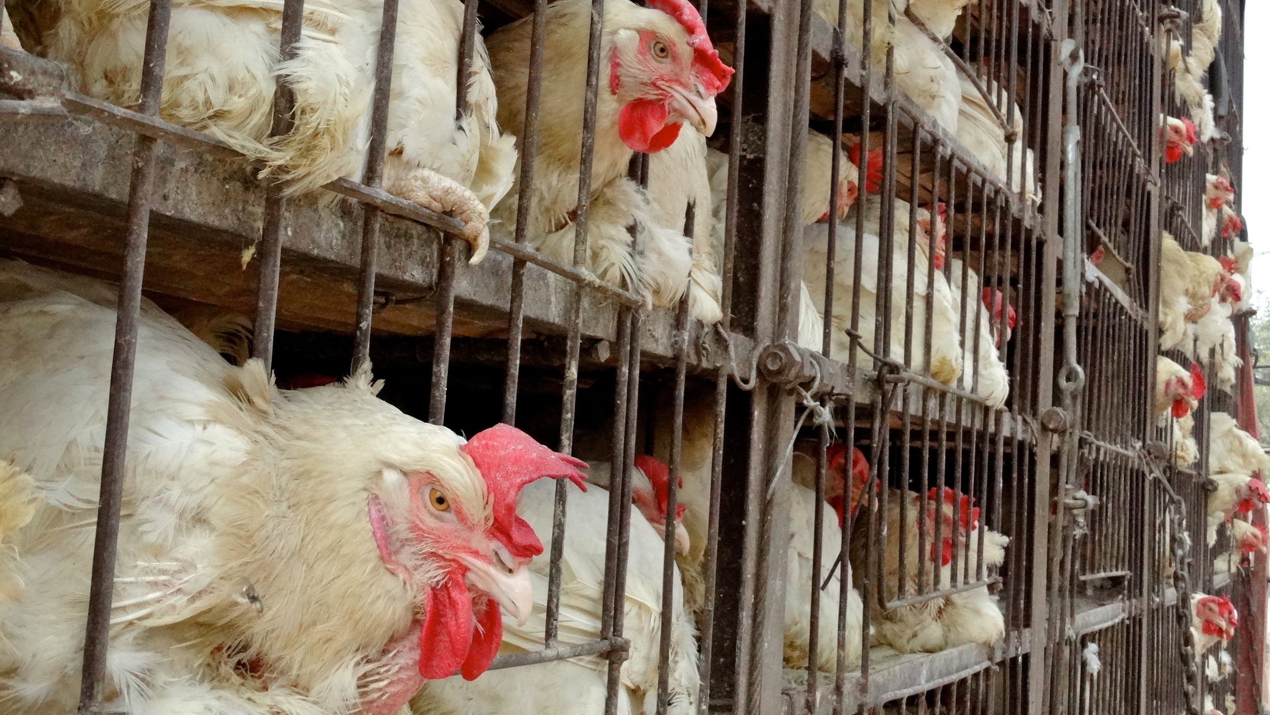Petition requests new rules regulating the transportation of poultry in Virginia