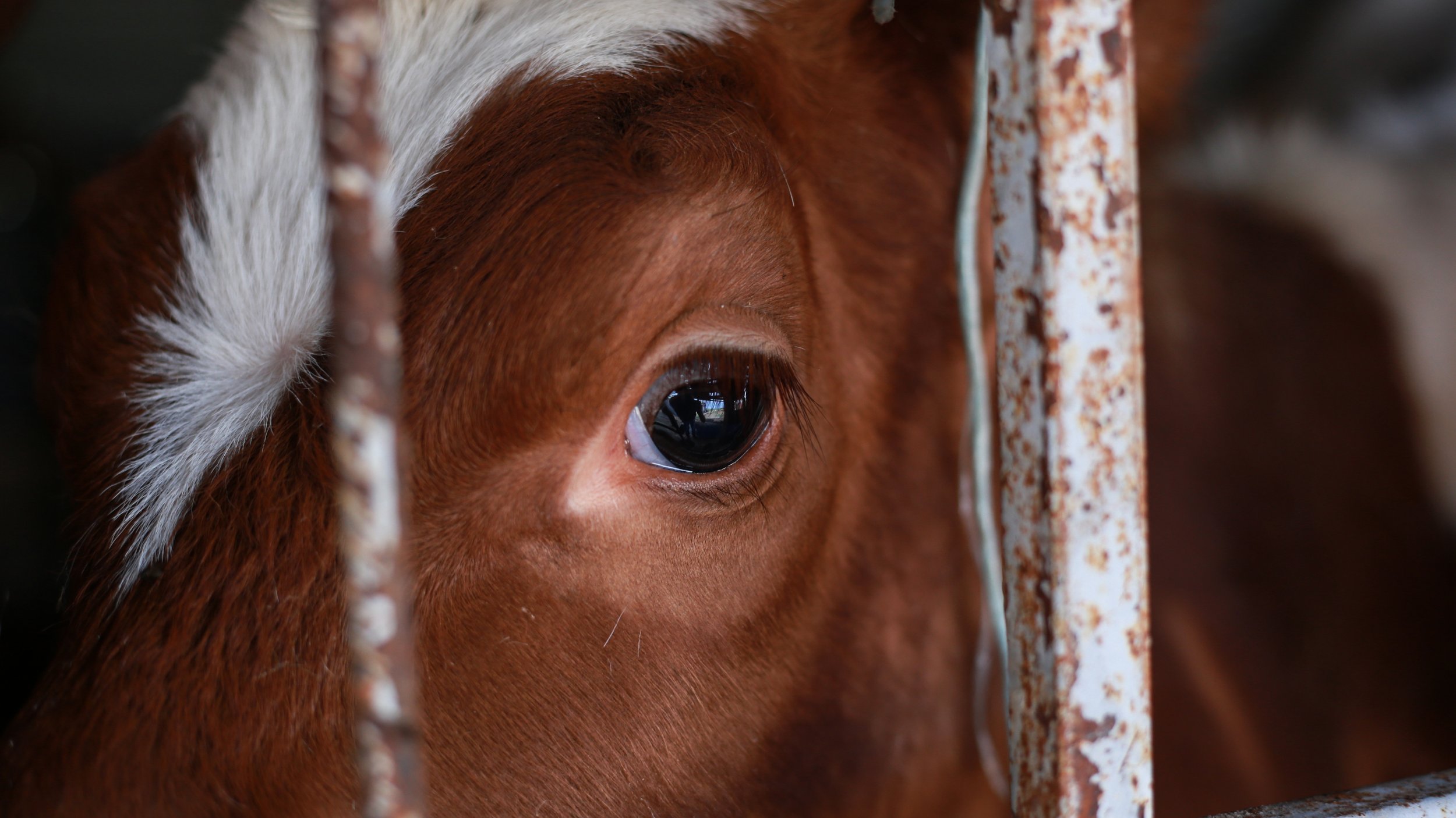 Animal Partisan petitions USDA for policy statement clarifying role in enforcing state cruelty laws