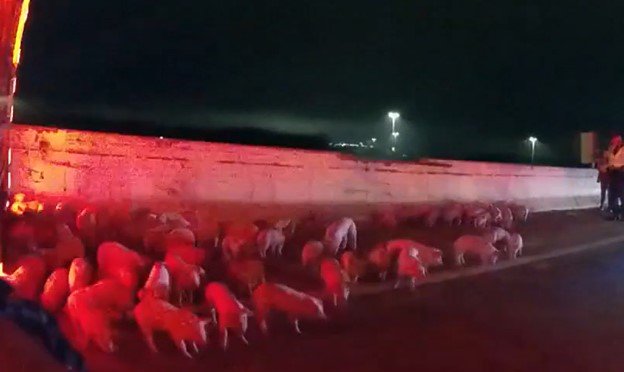 Frightened piglets huddle against the highway barrier