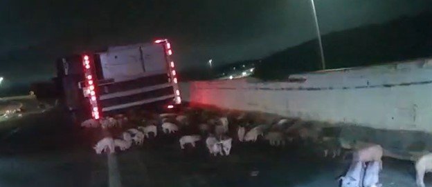 Piglets who escaped the truck roamed the highway ramp 