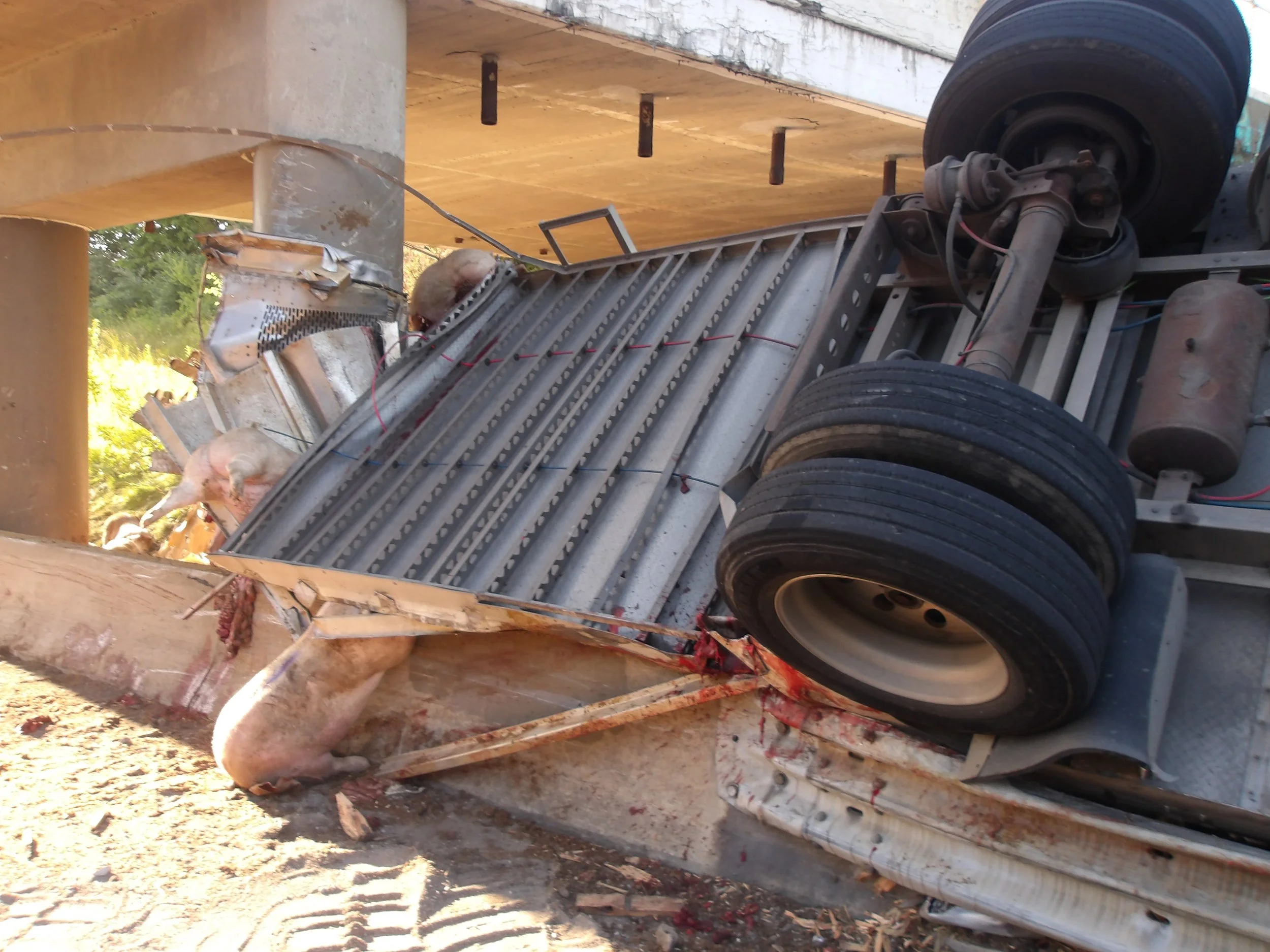 Animal Partisan pursues criminal charges against Ohio trucking company over animal cruelty caused by pig truck crash