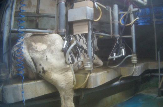 Animal Partisan and Mercy for Animals pursue criminal charges against family-run New York dairy farm for alleged cruelty to cows