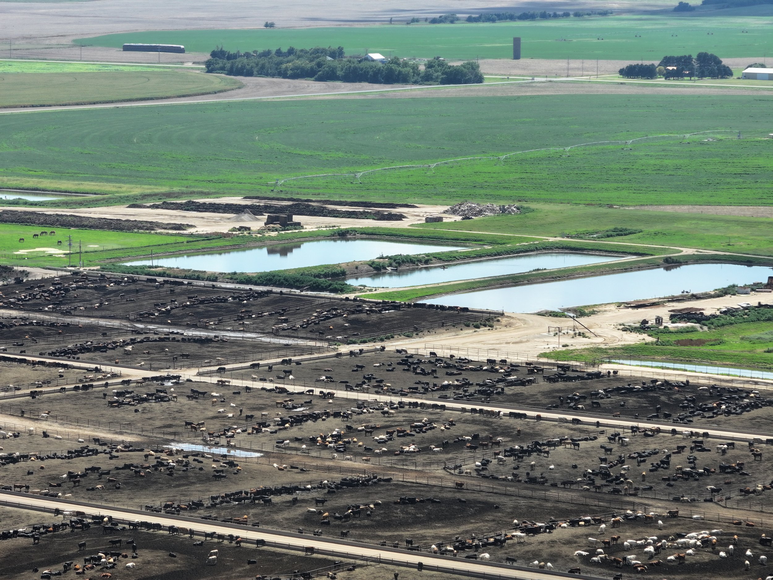 Animal Partisan and SEED challenge Kansas feedlot over environmental concerns 