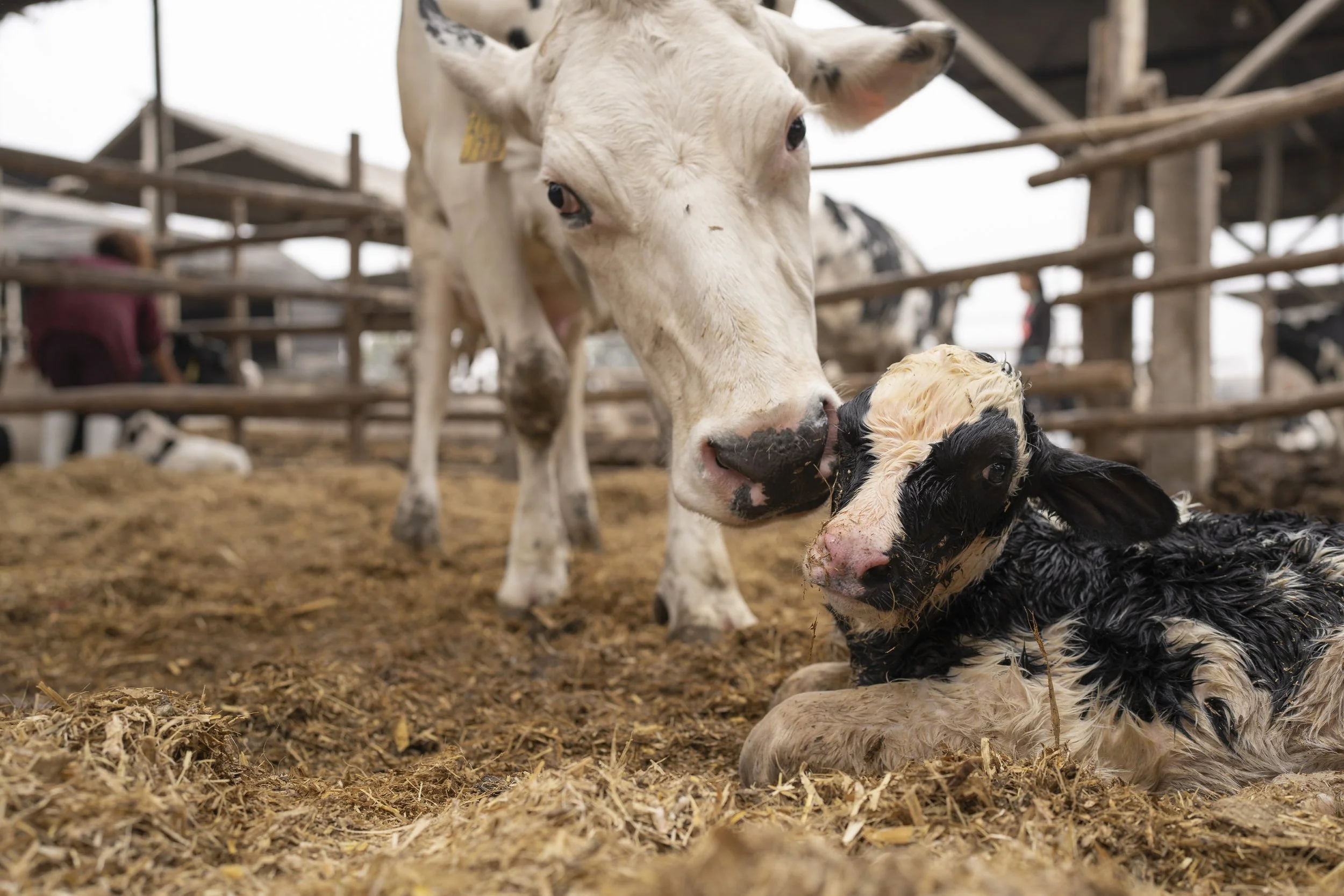 Animal Partisan sues producer of bovine colostrum supplement ARMRA for deceptive advertising