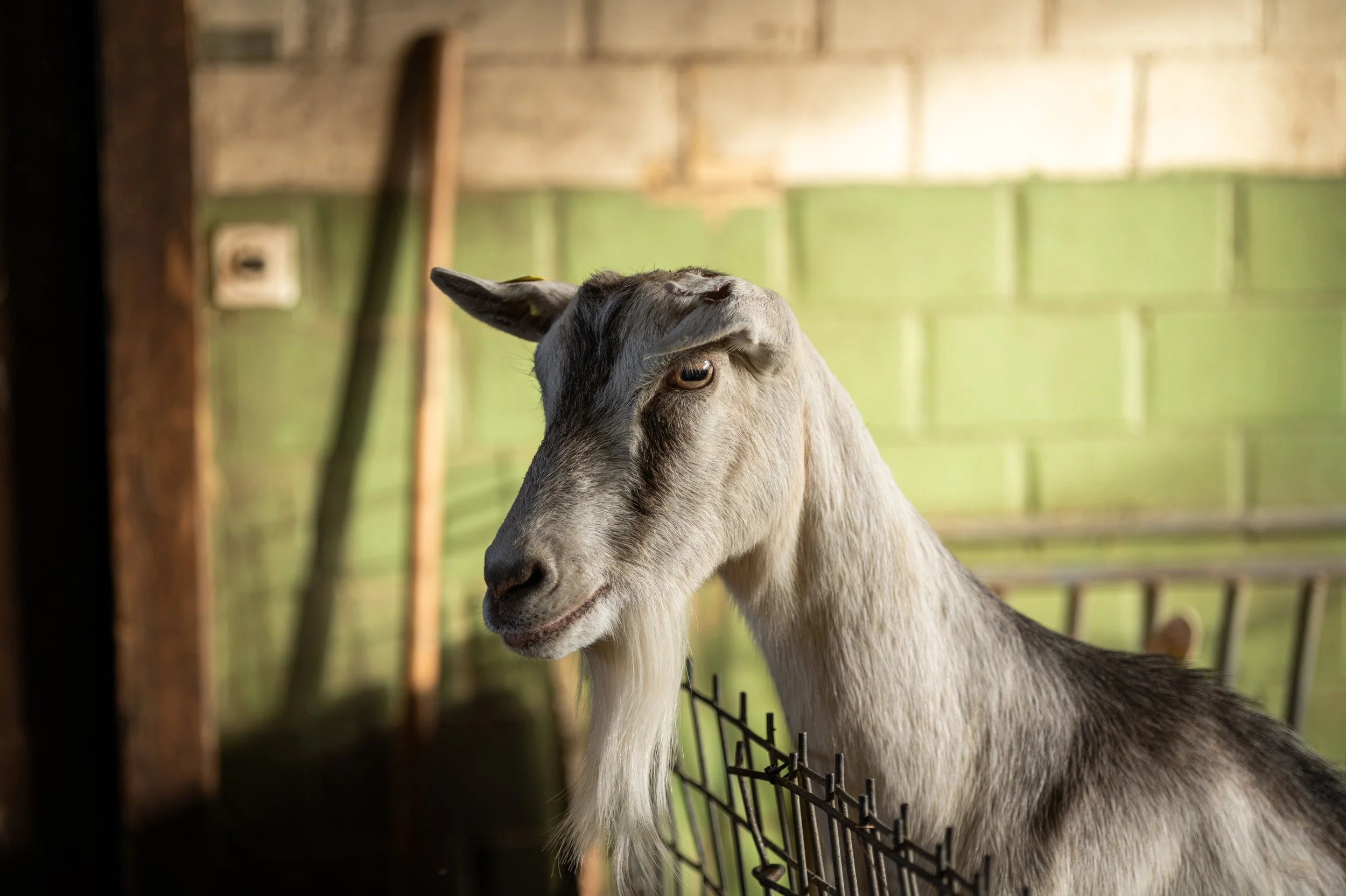  Investigation reveals ongoing cruelty at halal slaughterhouse in Maryland