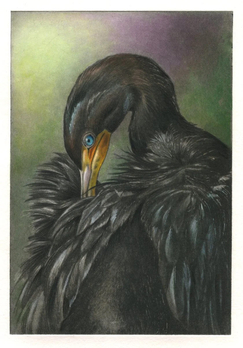 CormorantPreening.jpg
