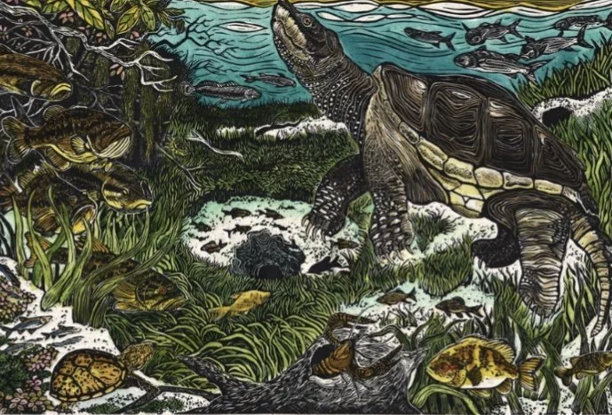 turtles.jpg