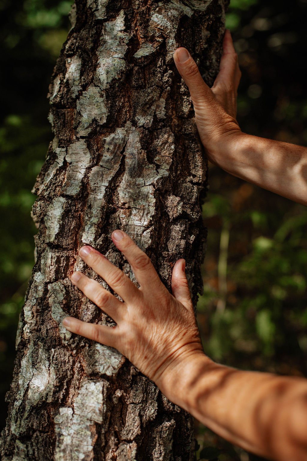 Two hands, one above and one below, gripping a rough tree trunk in a forested area.