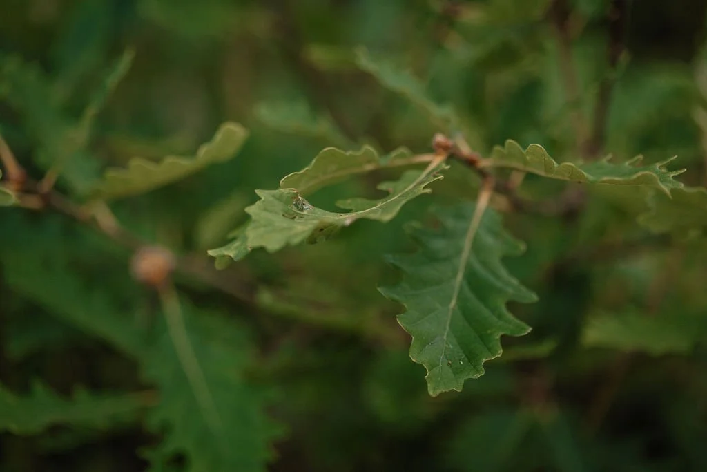 Close-up of a green oak leaf with a tiny spider on top.
