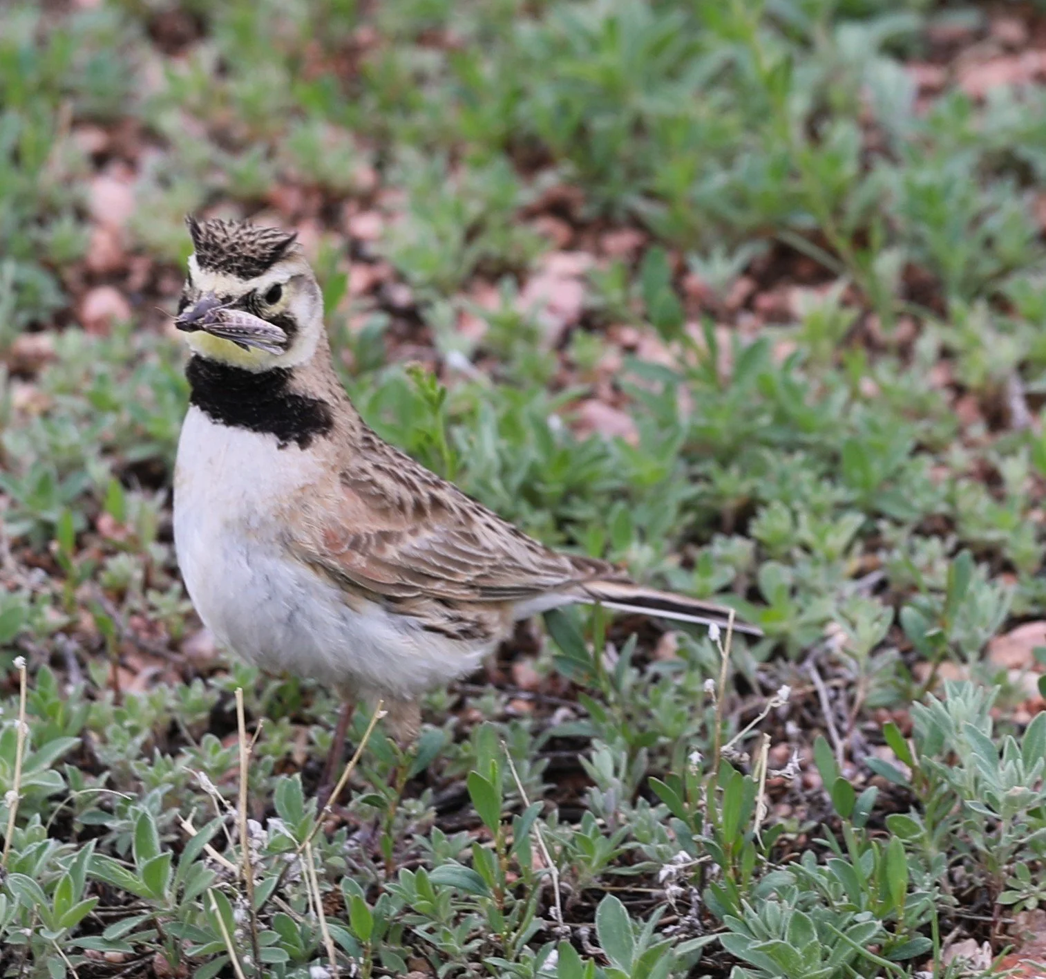 The Beginning of a Horned Lark’s Life