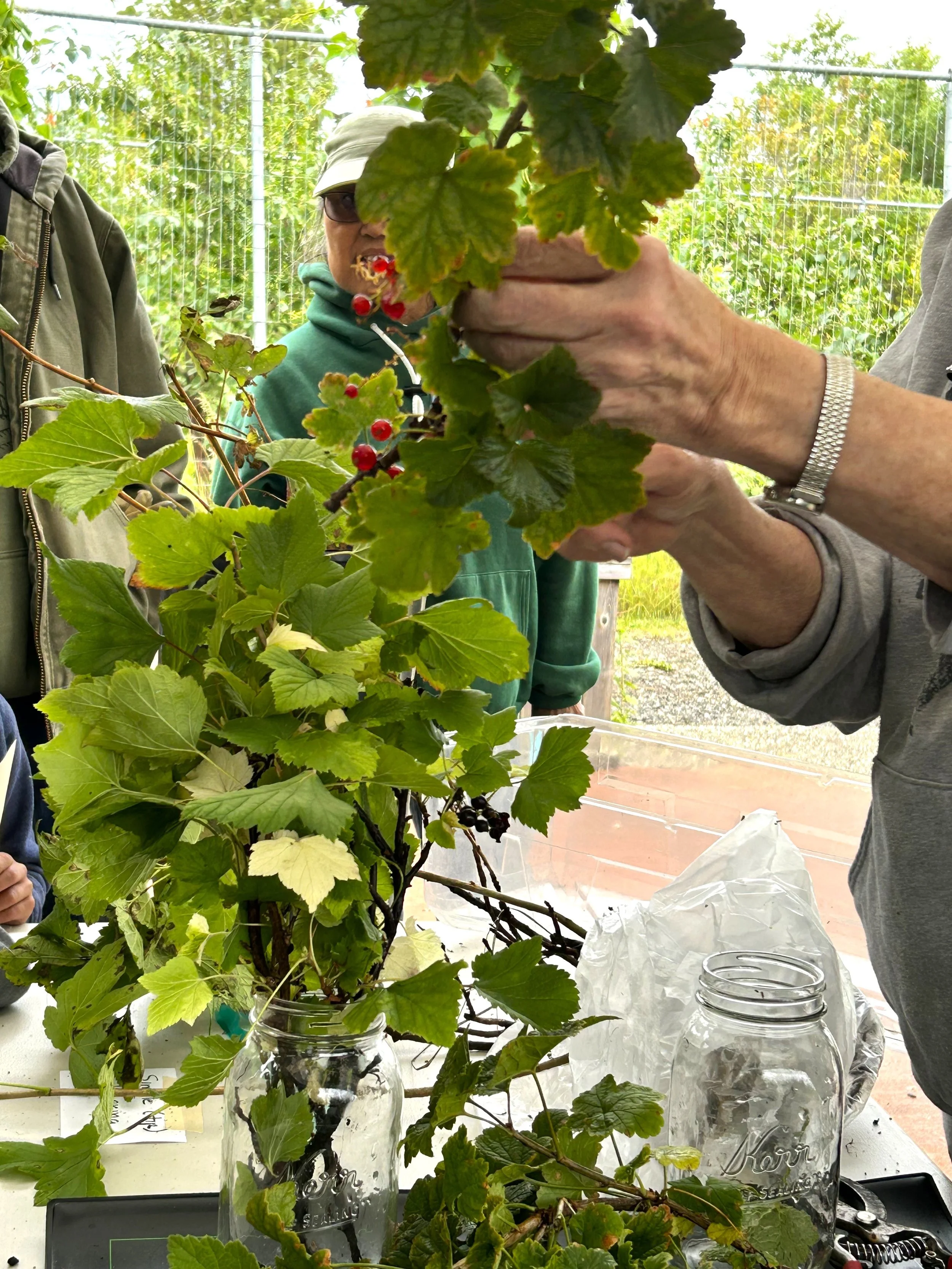 Currant Fest Cultivates Delicious Community 