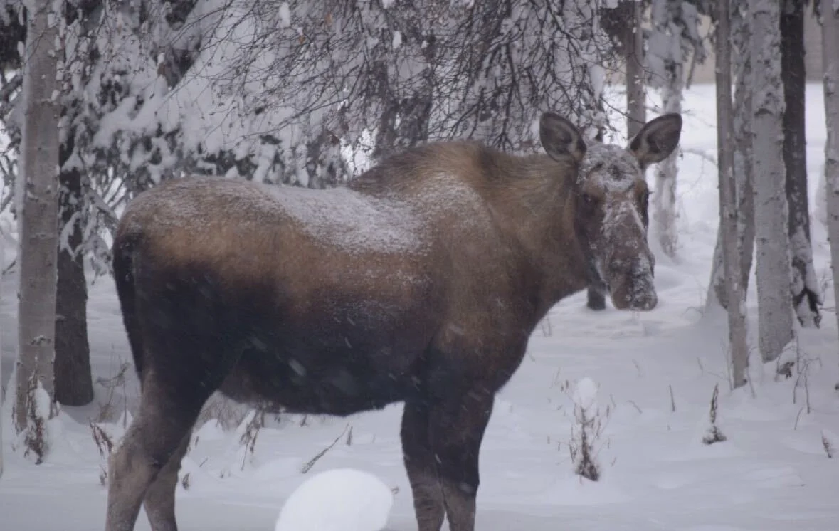 Give moose space: Staying safe in Alaska