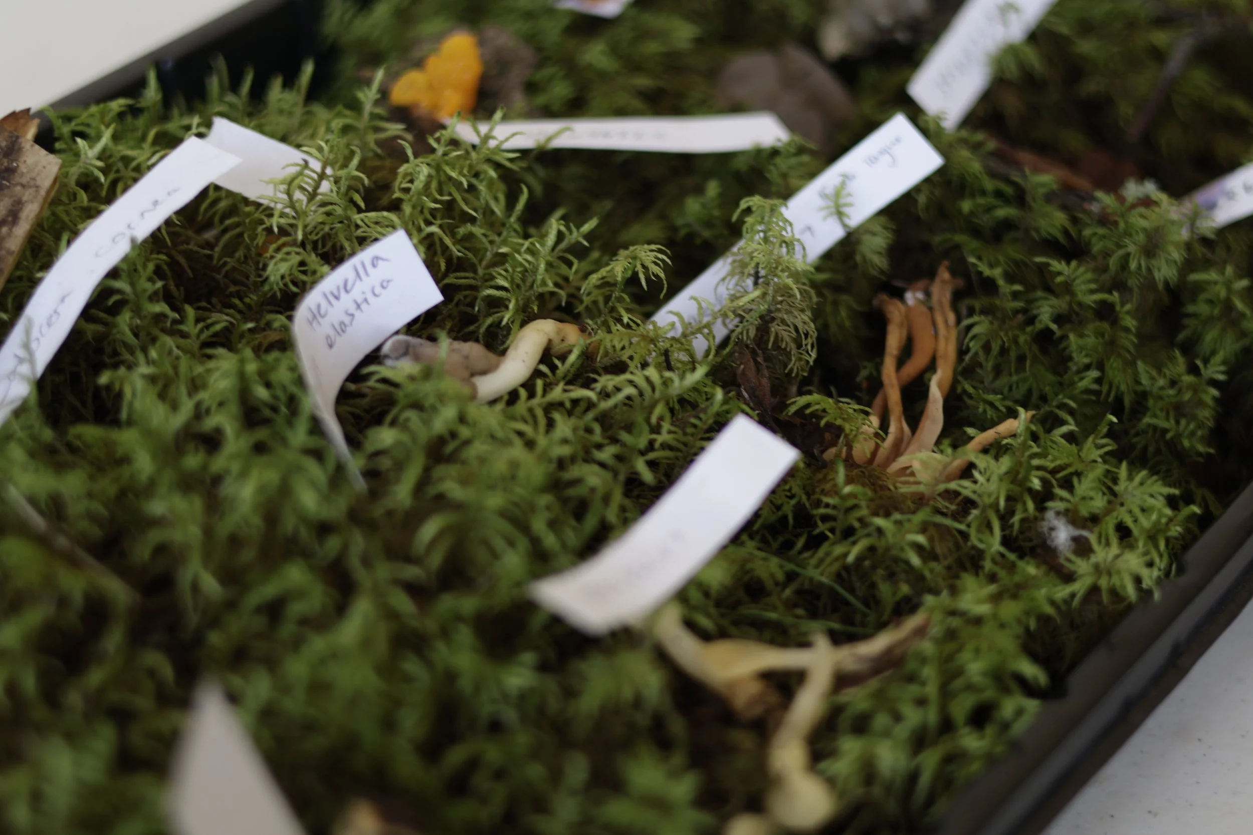Fifth annual Fungi Festival celebrates mushrooms, creativity and community