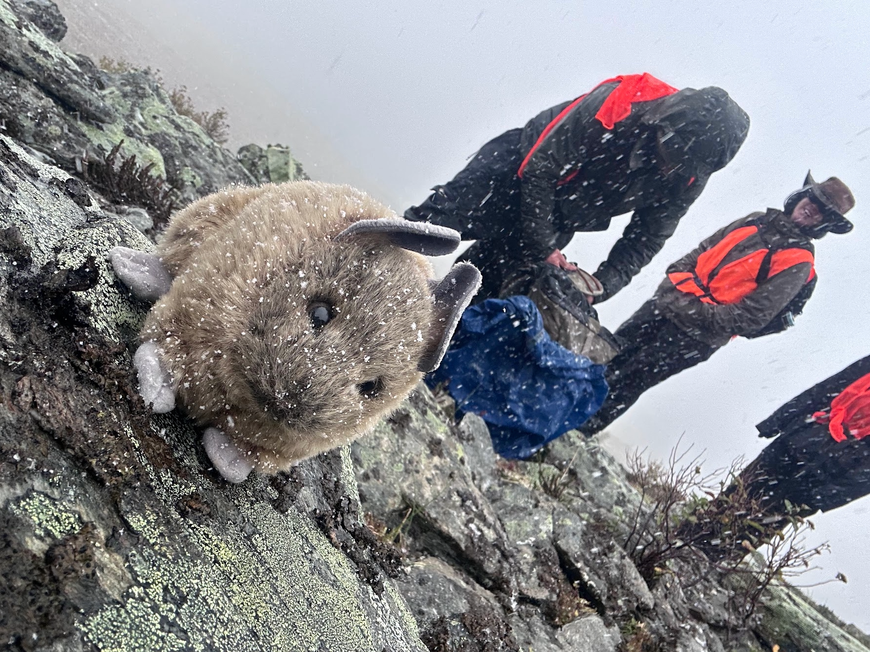 Thinking Like a Pika