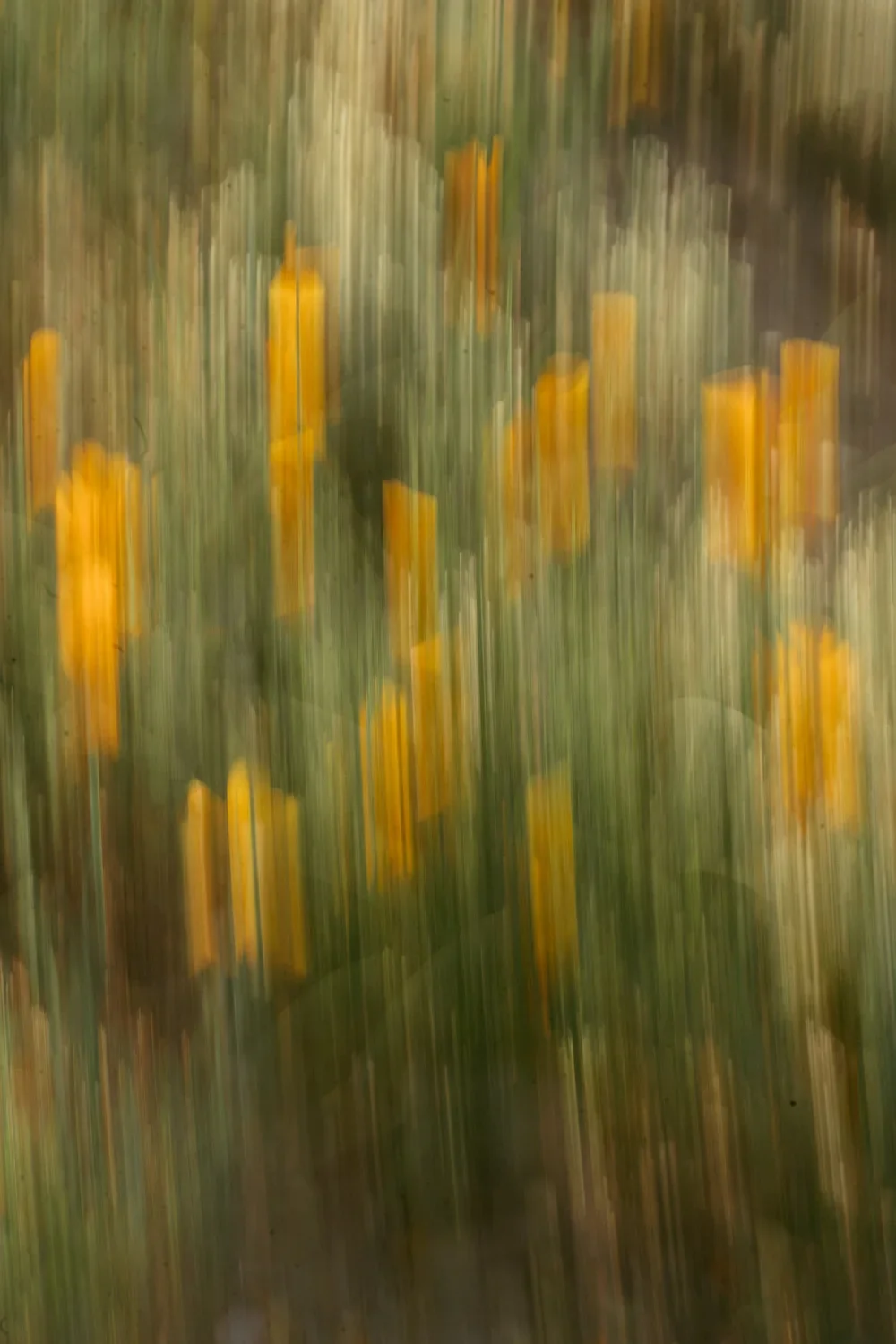 Blurred image of yellow flowers and green foliage.