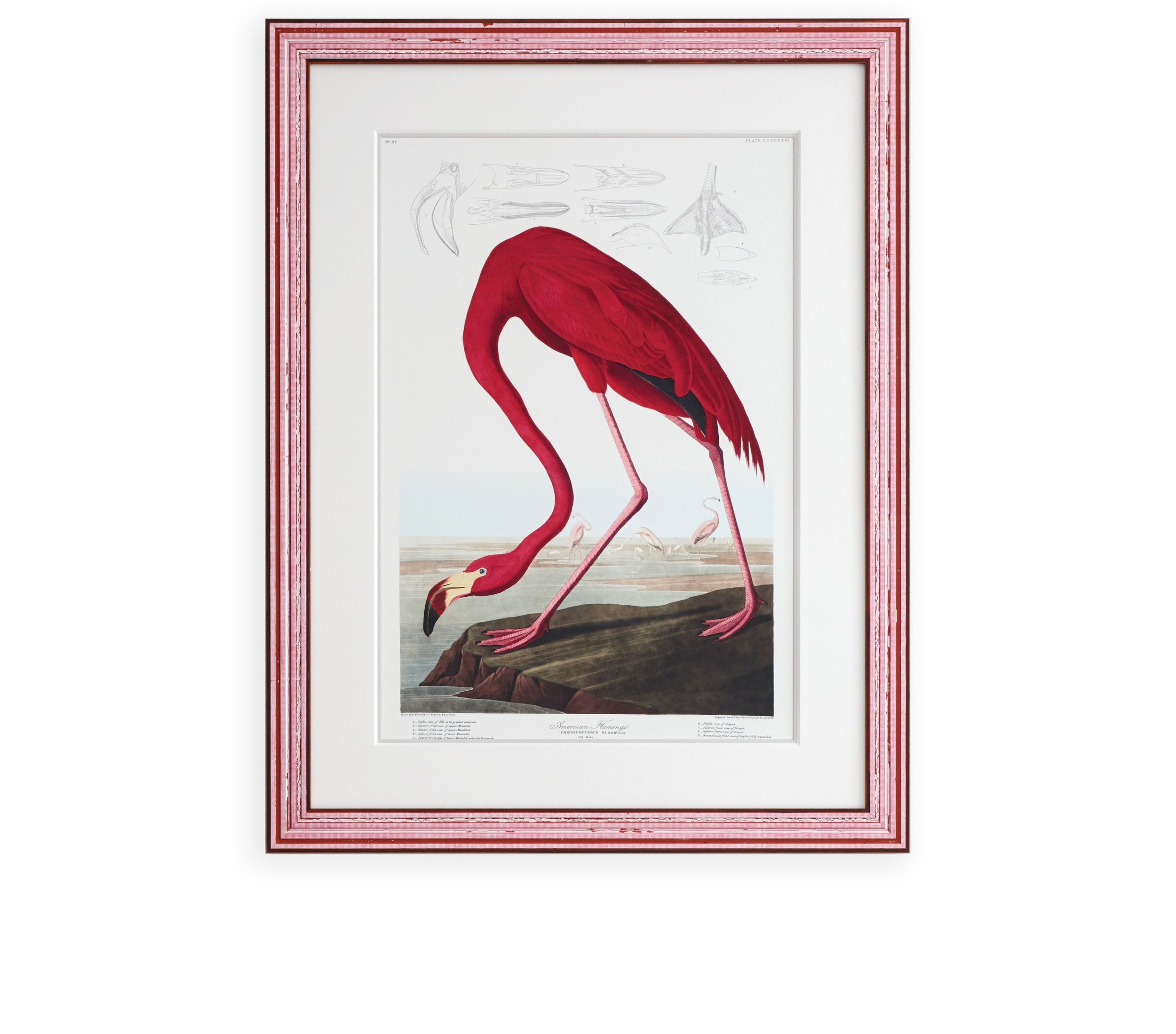 Flamingo_frame.jpg