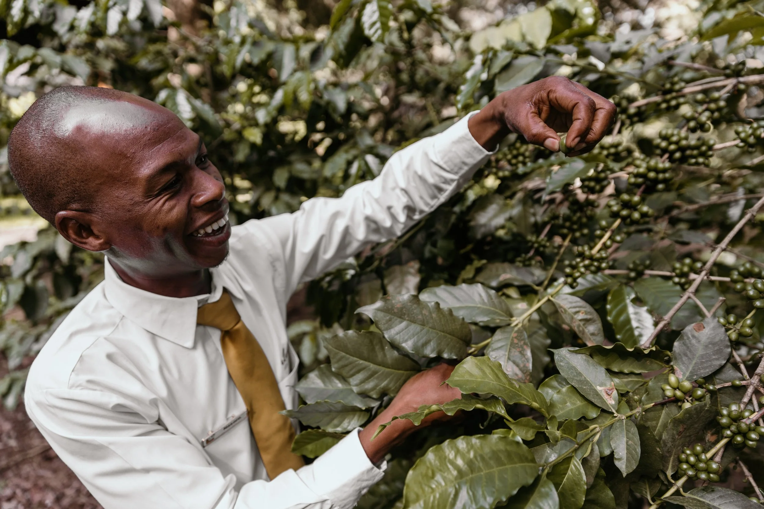 Man smiling while picking coffee cherries from a tree.