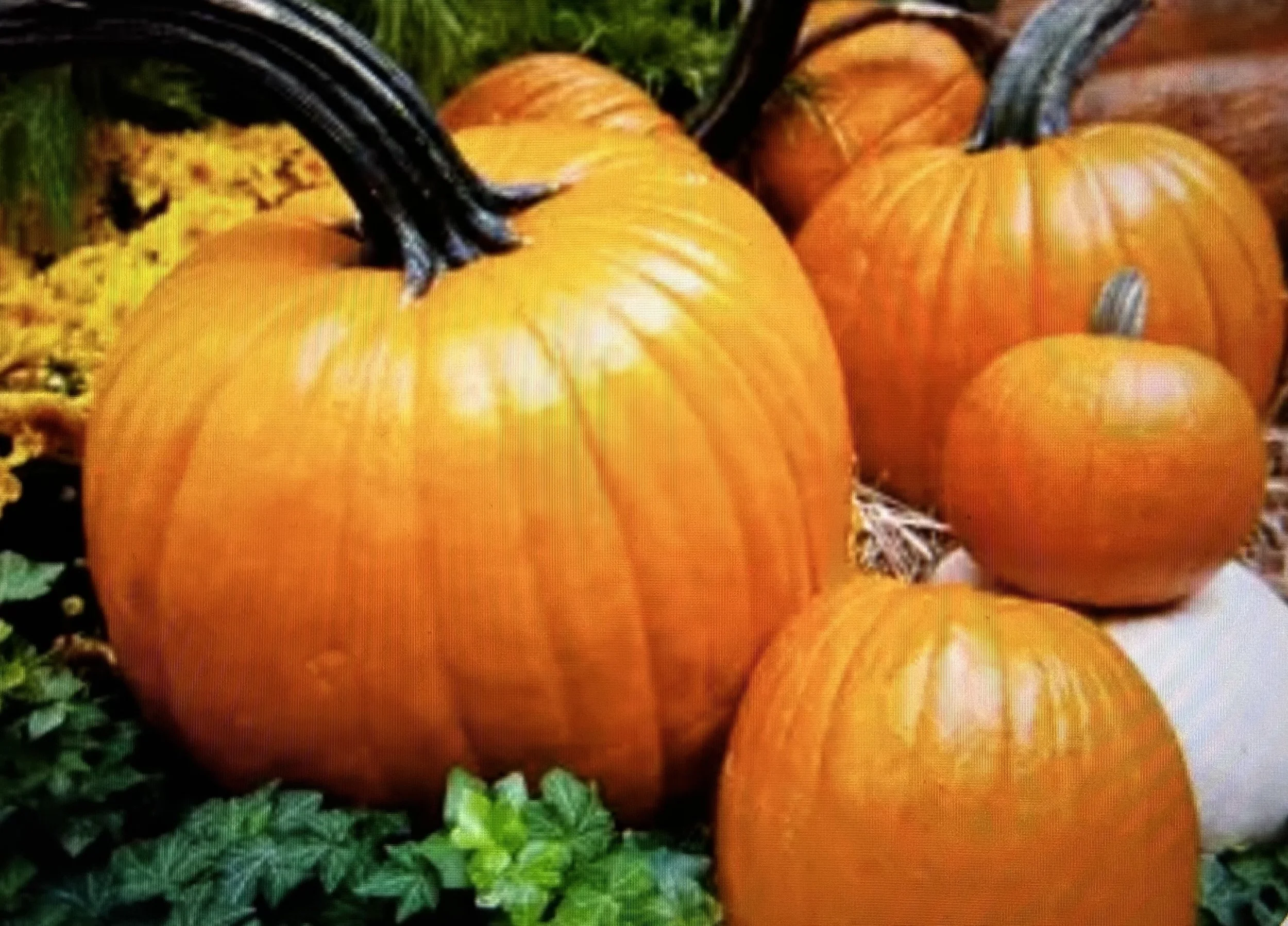 WRA Fall Fest