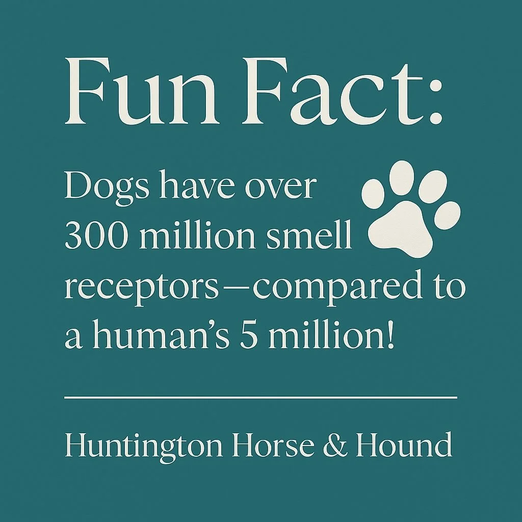 Fun Fact Sunday!
Your dog&rsquo;s nose isn&rsquo;t just cute&mdash;it&rsquo;s a super sniffer!
With over 300 million smell receptors, it&rsquo;s no wonder they can find that treat you dropped&hellip; three rooms away.

At Huntington Horse &amp; Hound