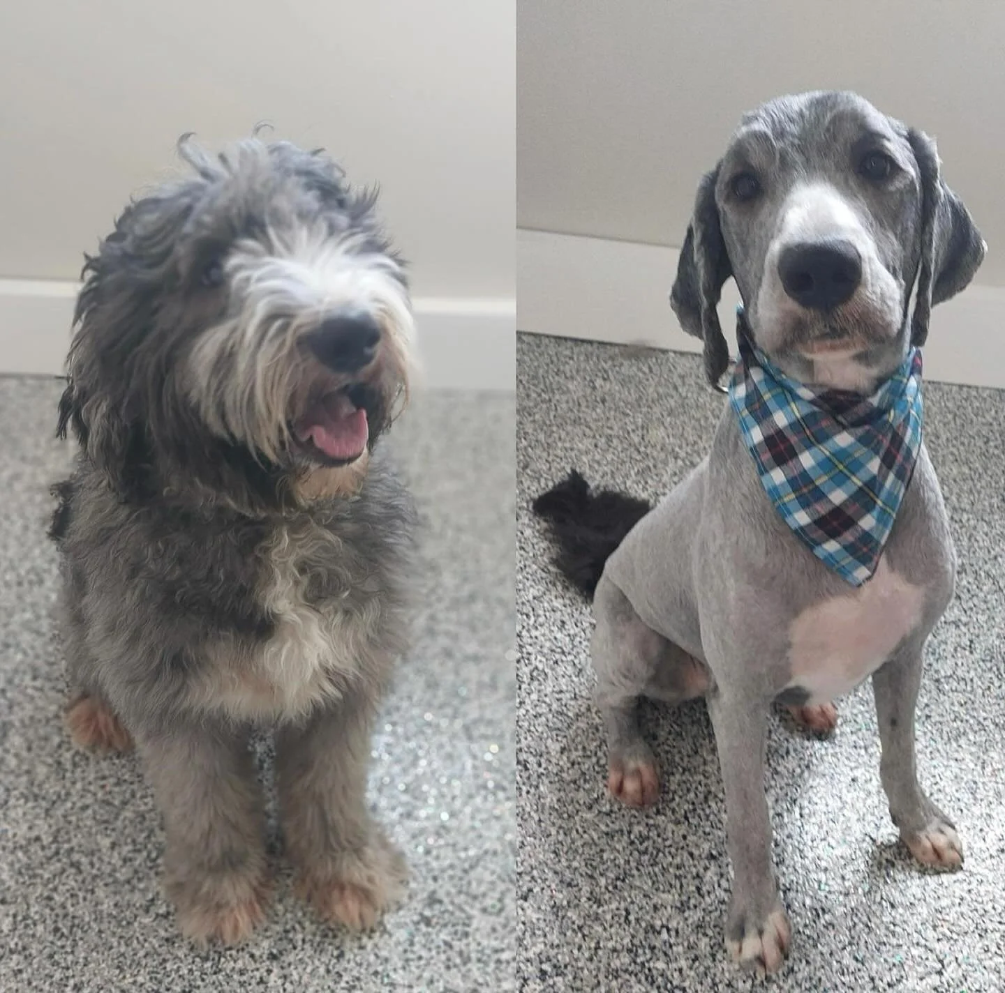 Walter&rsquo;s fresh cut has us ruff-lecting on how handsome a good groom can make you feel!
Clean, comfy, and cute as ever&mdash;just how we like it.
Book your pup&rsquo;s glow-up today!

#DogGrooming #GroomingTransformation #BeforeAndAfterGrooming 