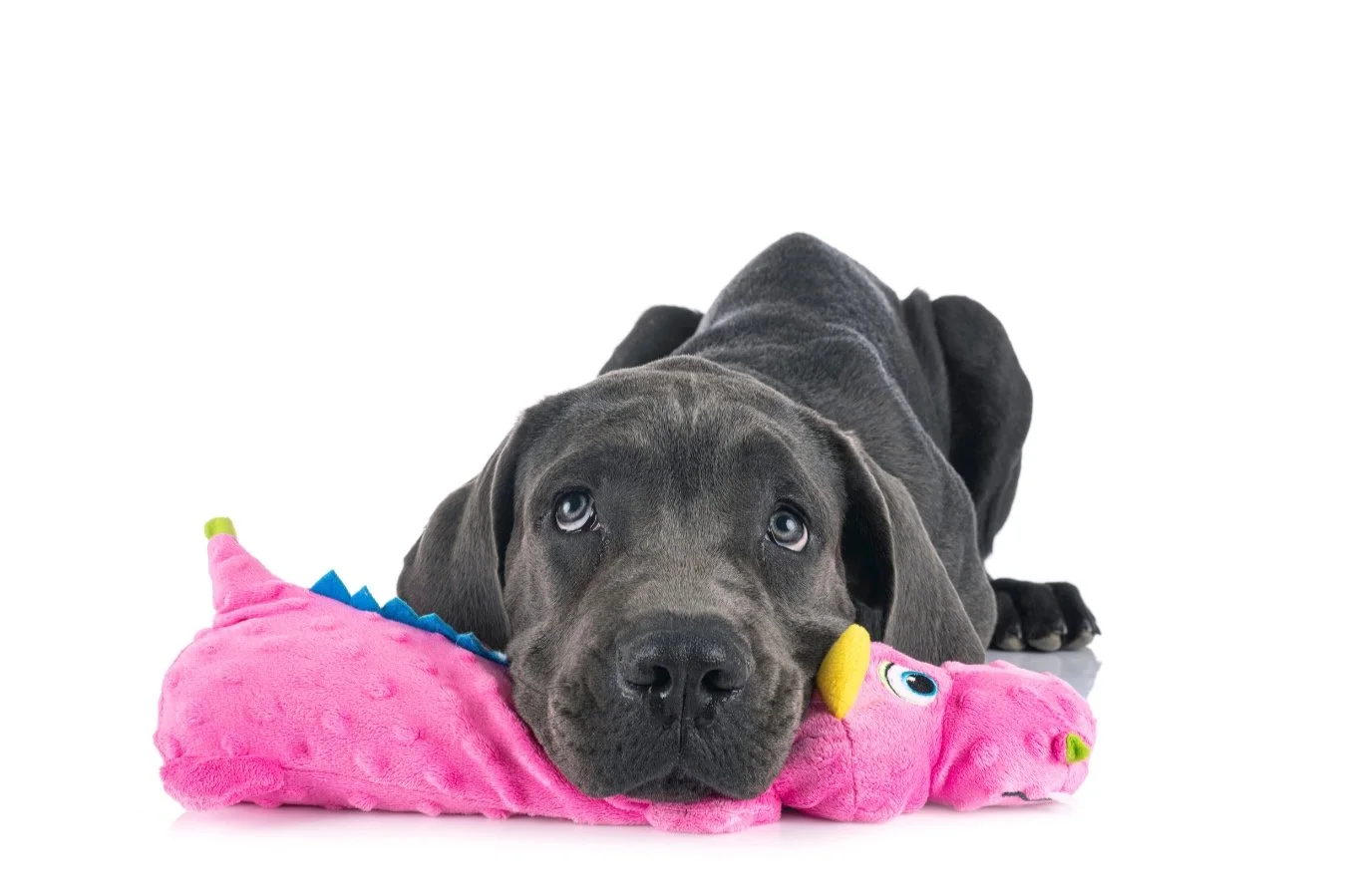 Dog Boarding — Huntington Horse & Hound