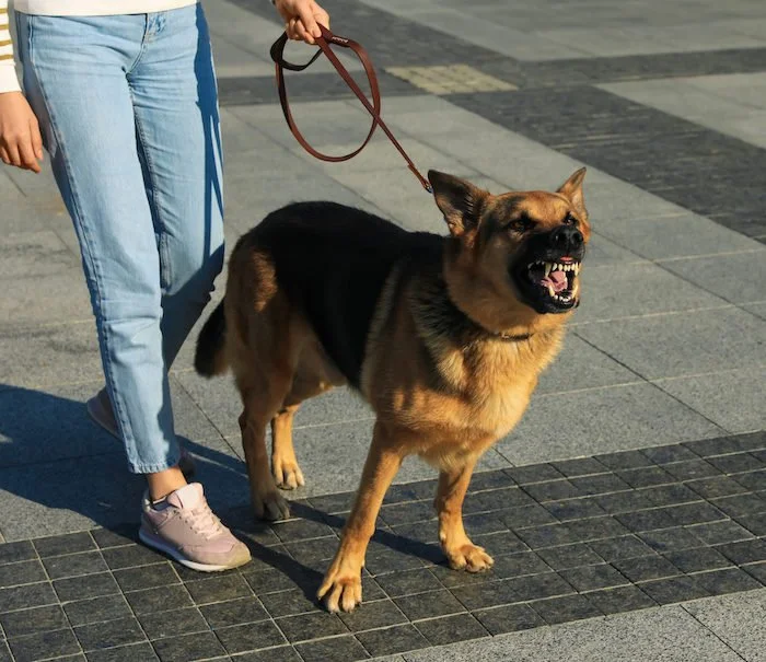 So Your Over-Responsible Heart Adopted a Reactive Dog? A Guide to Help Your Nervous System