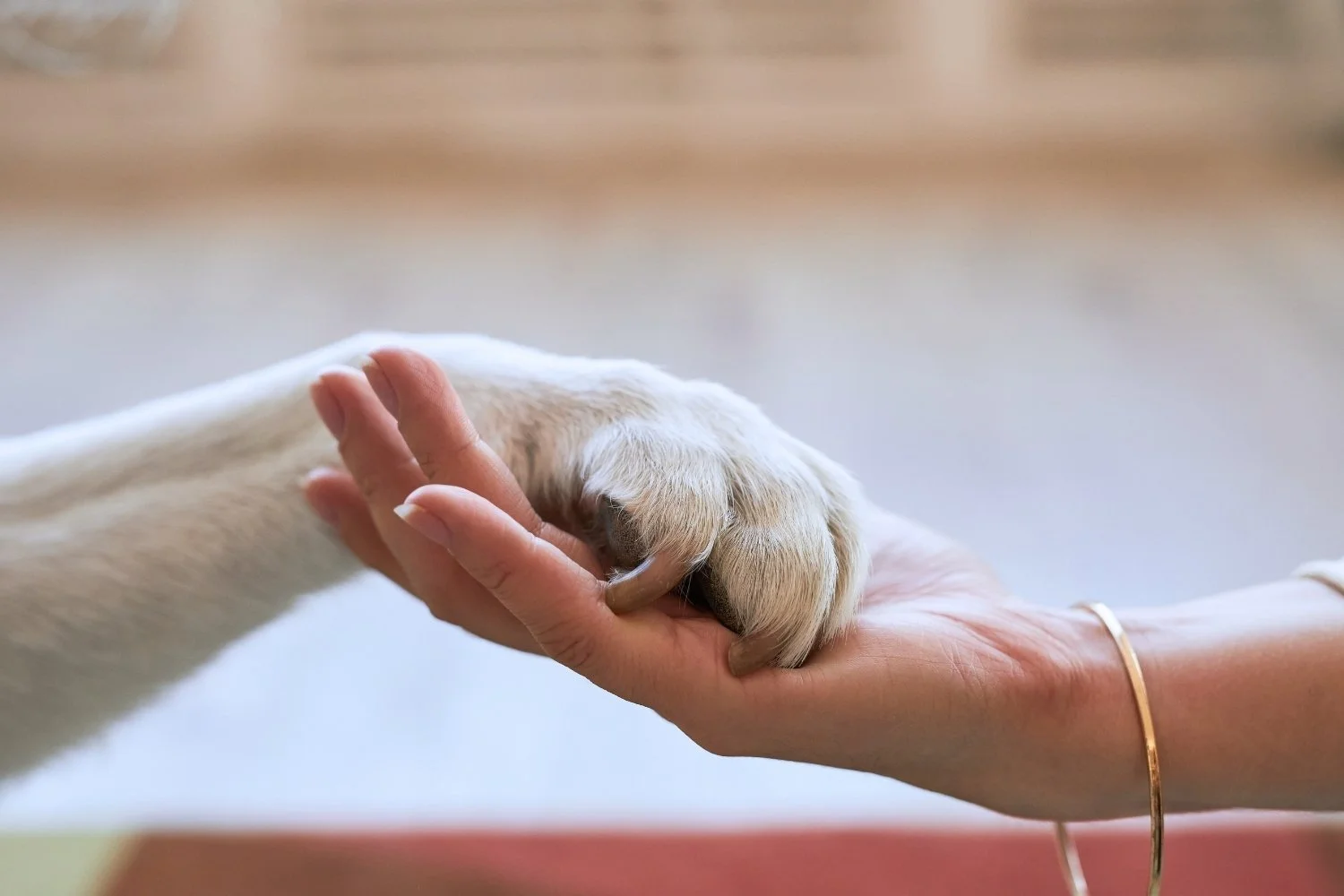 So Your Over-Responsible Heart Adopted a Reactive Dog? An IFS Guide