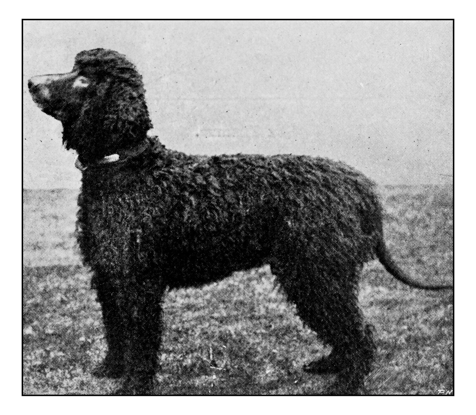 DOG BREEDS THAT ORIGINATED IN IRELAND — THE DOG GODDESS