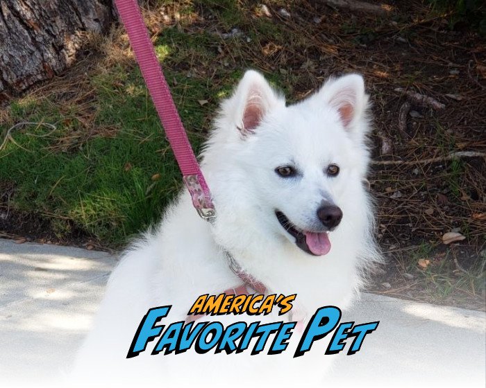 Velvet’s Big Adventure- America’s Favorite Pet 2026!
