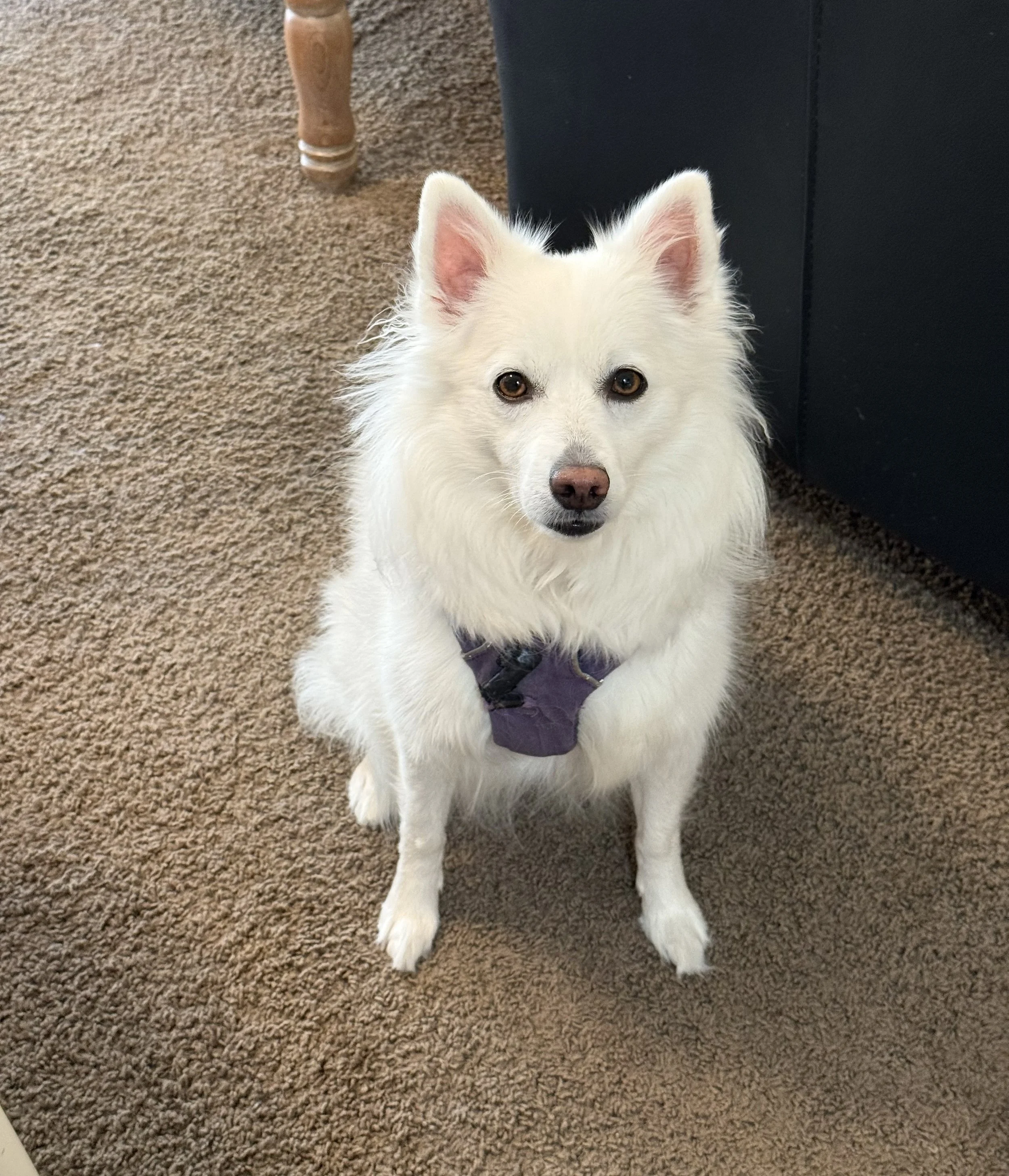 Protect the Sacred Bond Between Dogs, Wolves, and Humans