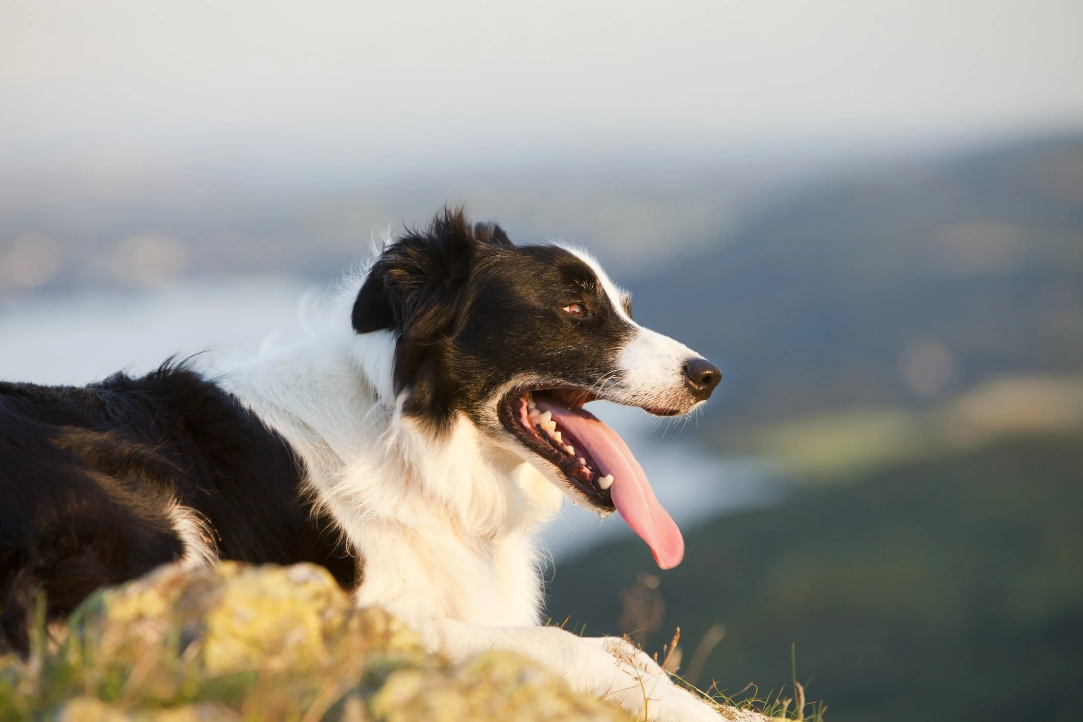 Your dog isn't broken — she's asking for help ~ A compassionate guide to understanding and easing canine anxiety