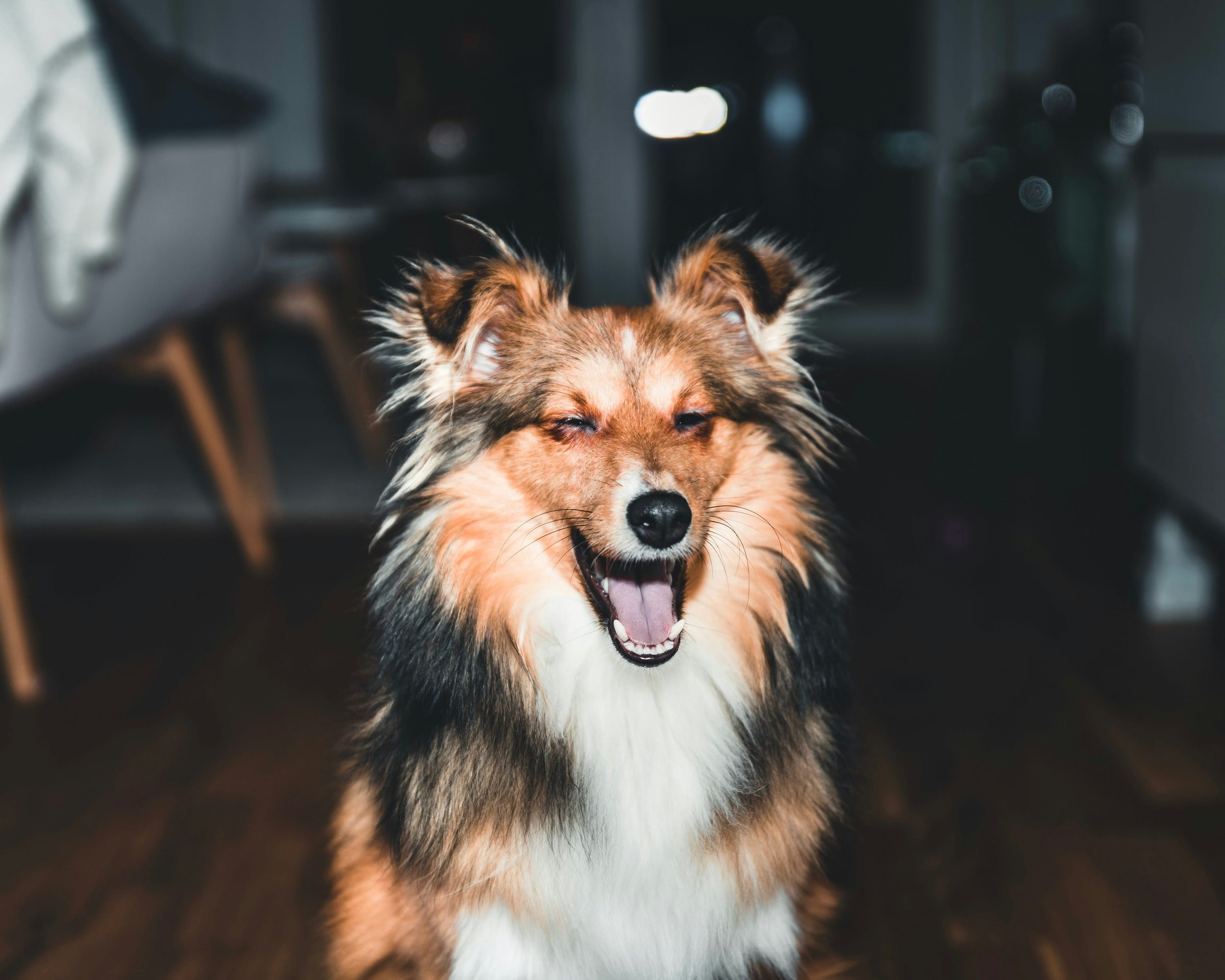 Nervous Systems, Dogs, and What People Often Misunderstand About “Overreaction”