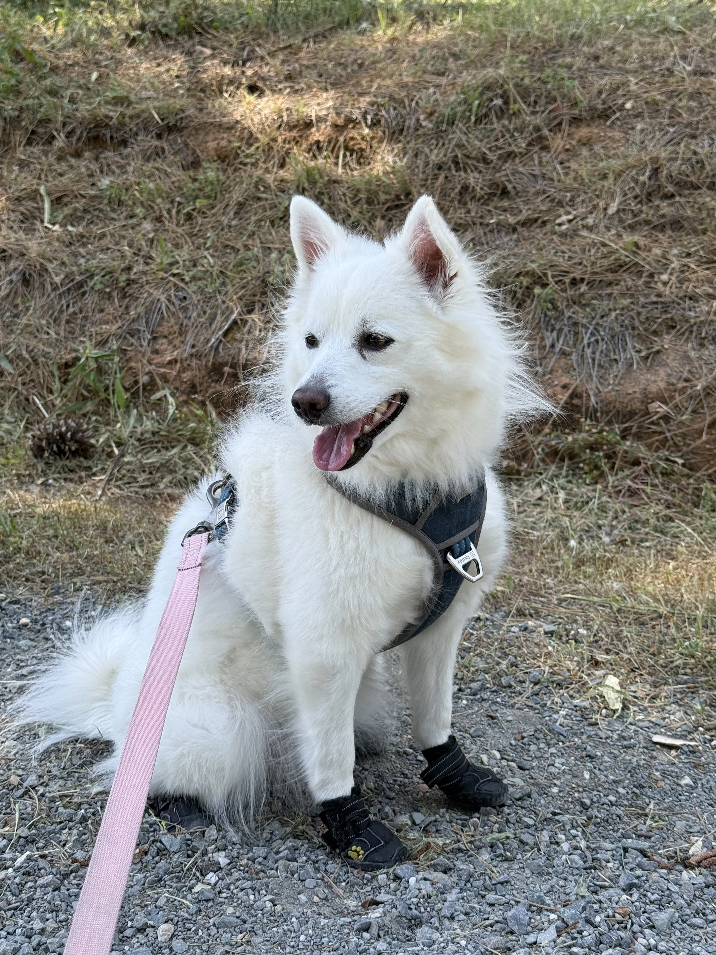 VELVET at four years old—sweet, steady, adventurous, and forever by my side