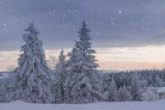 A DOG GODDESS REFLECTION ON SEASONS, MOVEMENT, AND ALIGNED TRANSITIONS- WINTER SOLSTICE