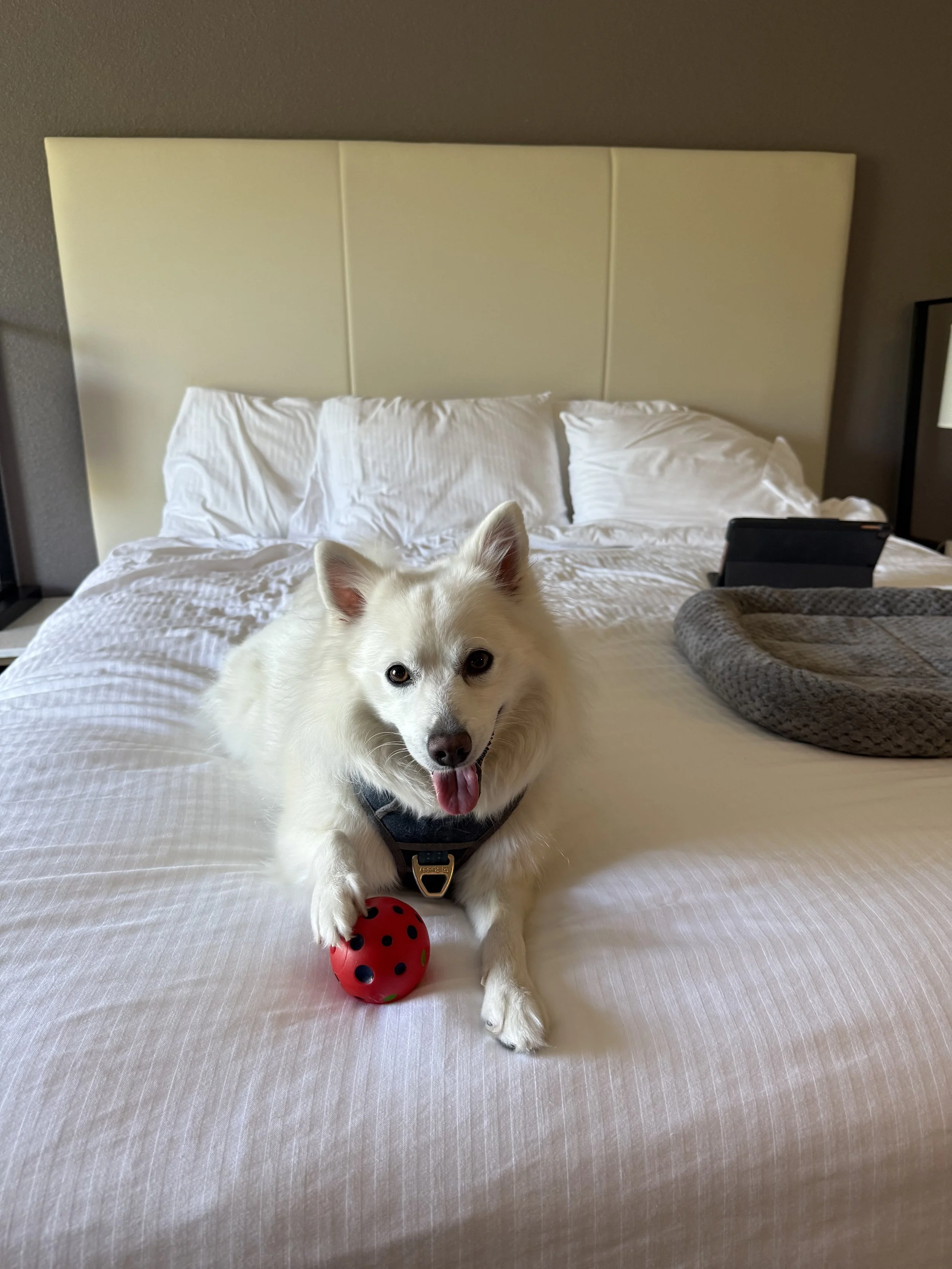 Velvet, a Miniature American Eskimo Dog, smiles at the camera with her paw resting on a red ball on a white bed.