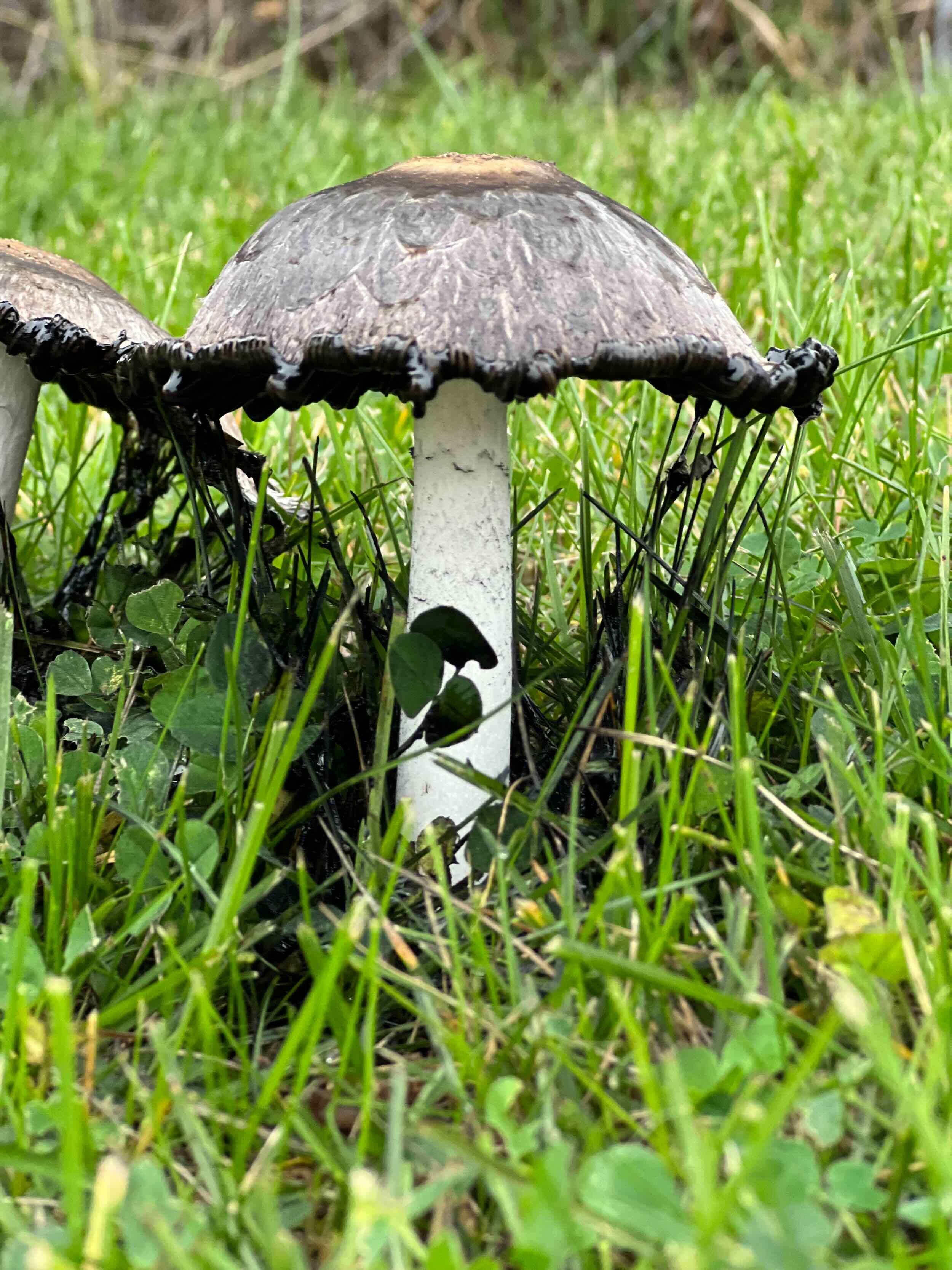 Reference Photos - 9 of 9.jpeg